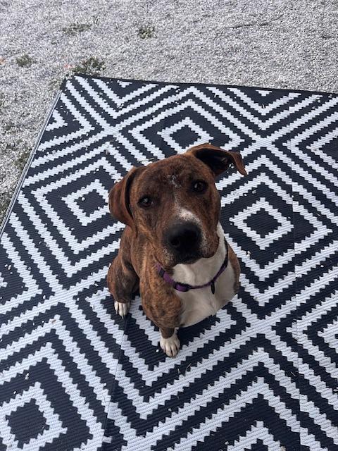 Enlarge Rascal (Courtesy Post), a Adoptable Boxer in Rutherfordton, NC image 3/3