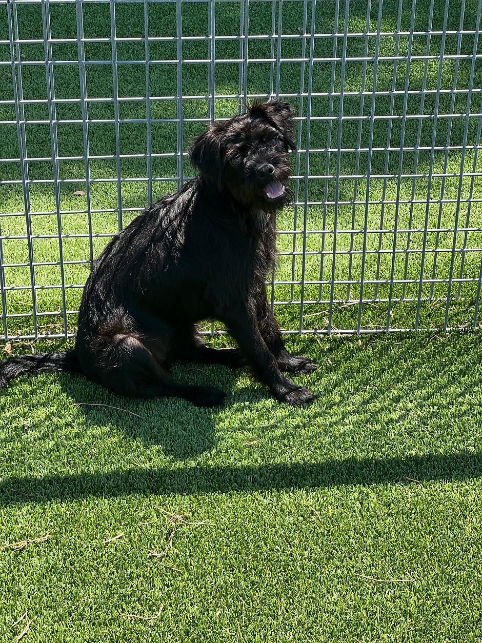 Enlarge Tennille, a Adoptable mixed breed in Granbury, TX image 1/1