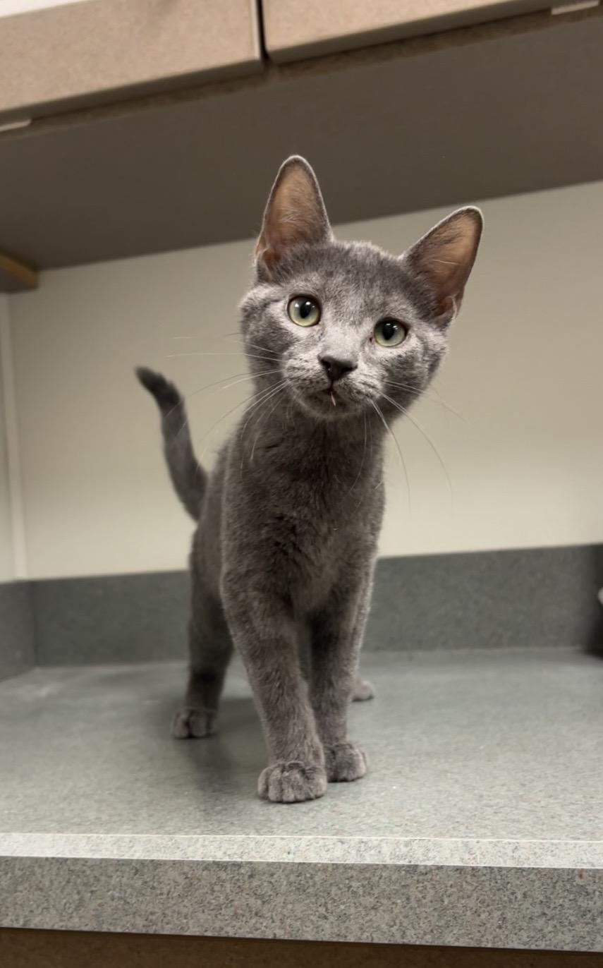 Tennis Ball, Adopted, Kitten Female Domestic Short Hair & Russian Blue.