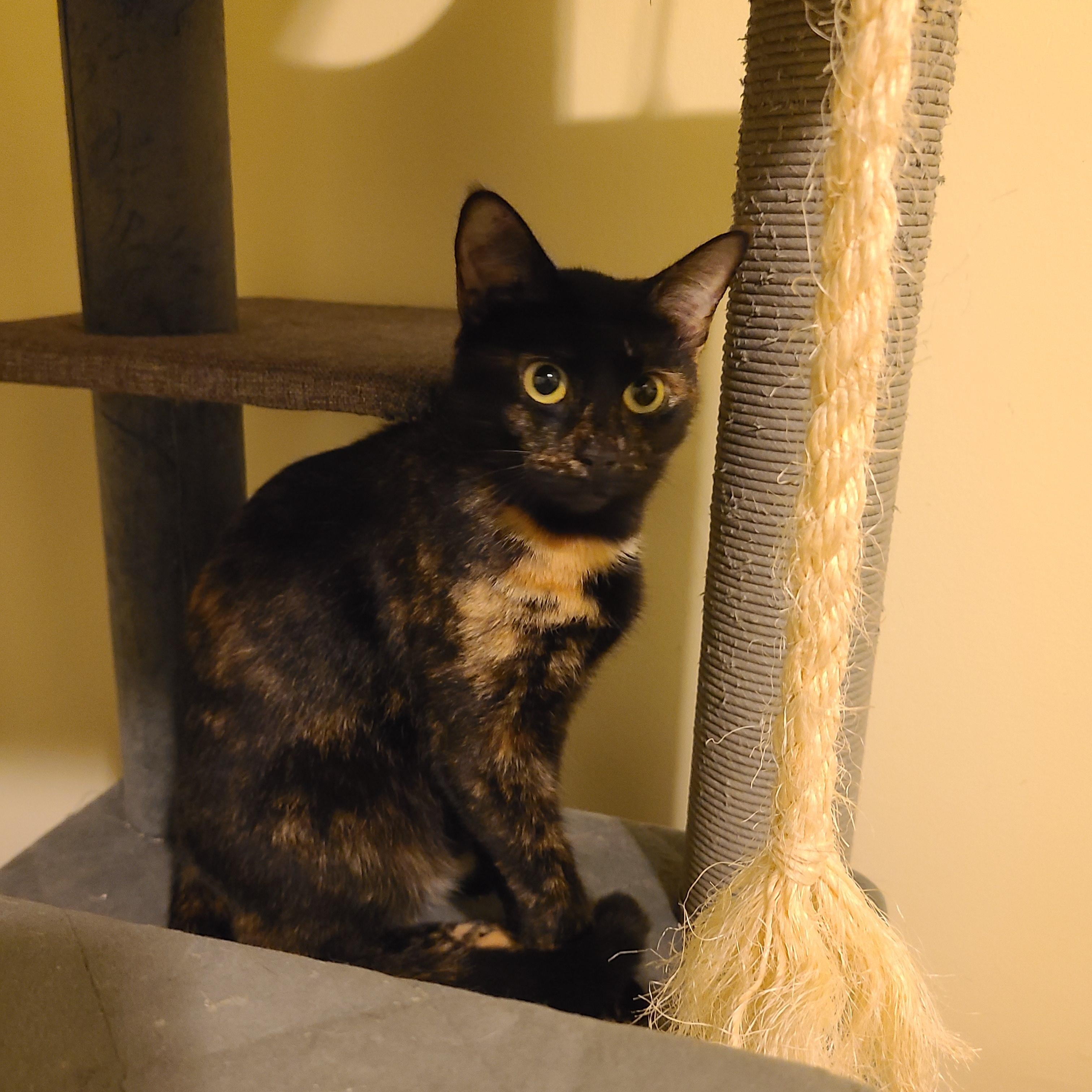 P.I.D.  - Winterville, GA