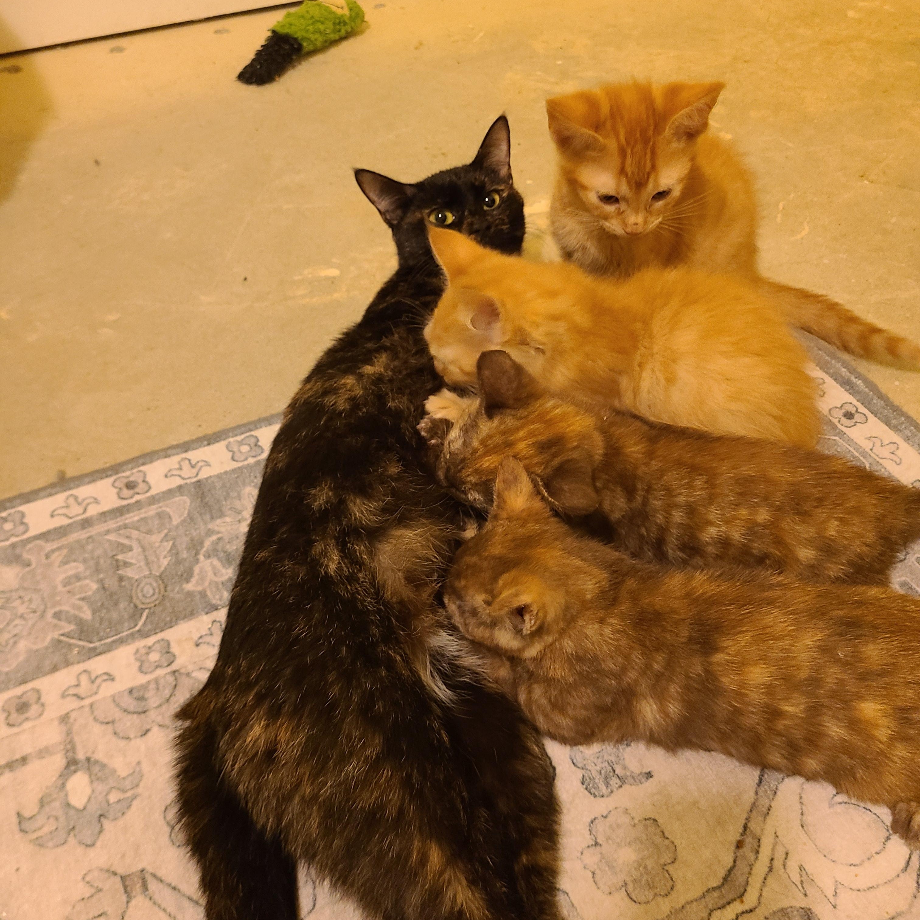 P.I.D.  - Winterville, GA