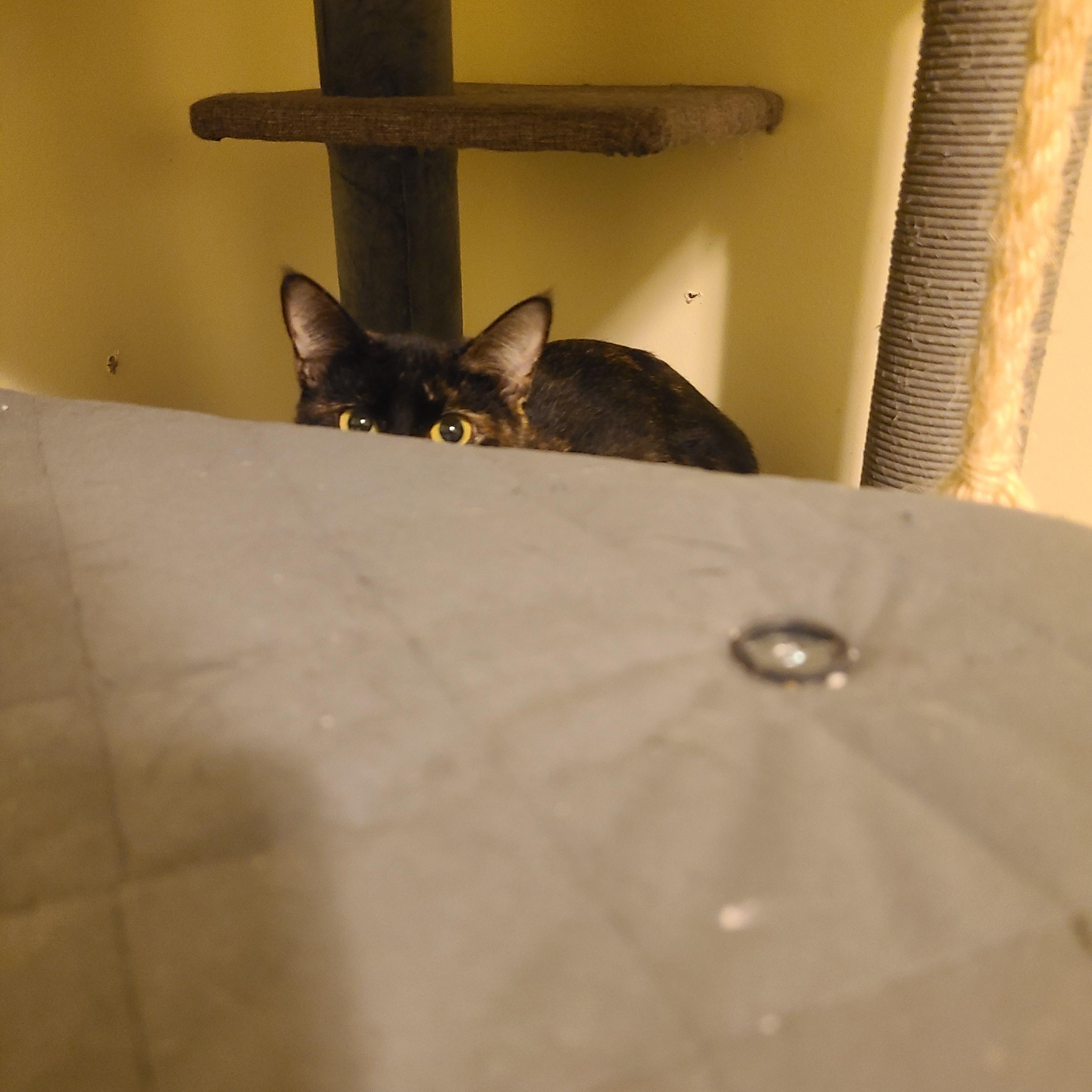 P.I.D.  - Winterville, GA