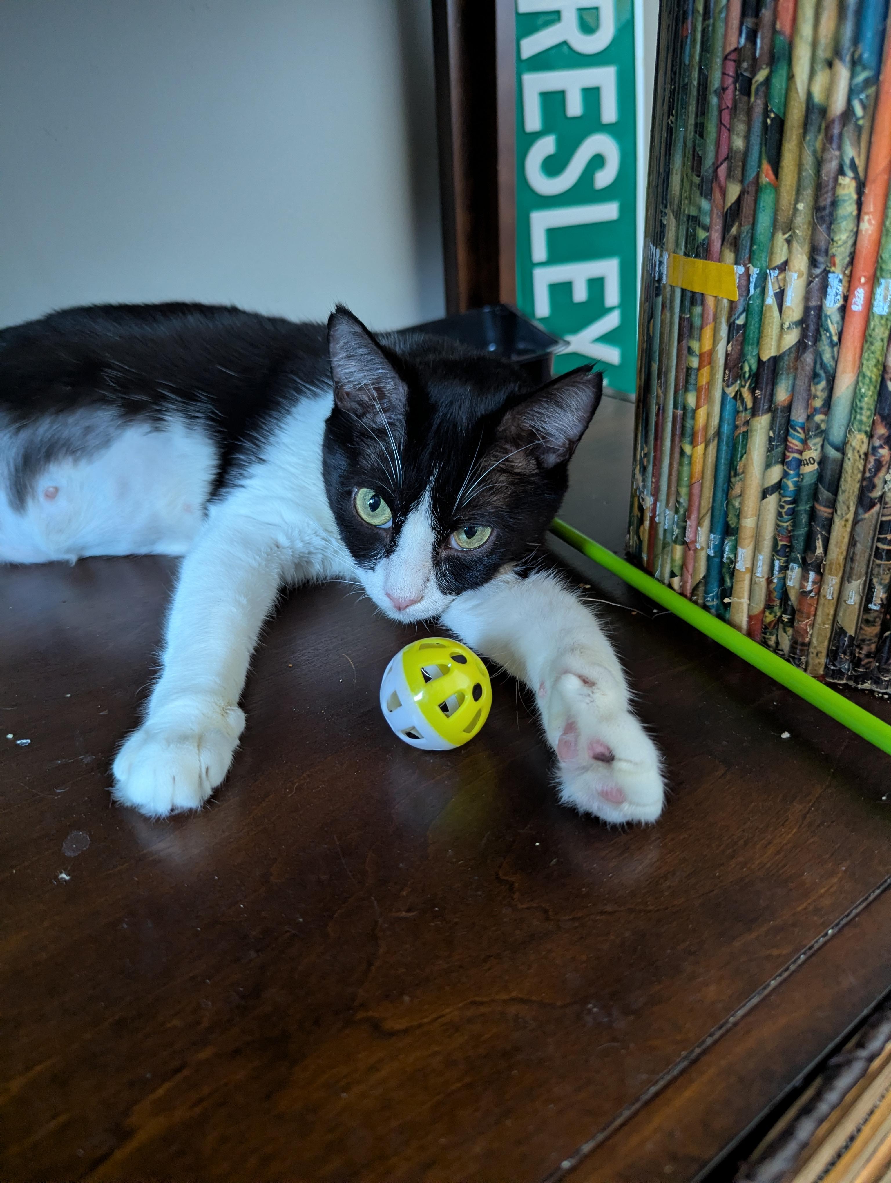 Era (The tiny philosophers), an adopted Domestic Short Hair in Canton, GA image 6/6