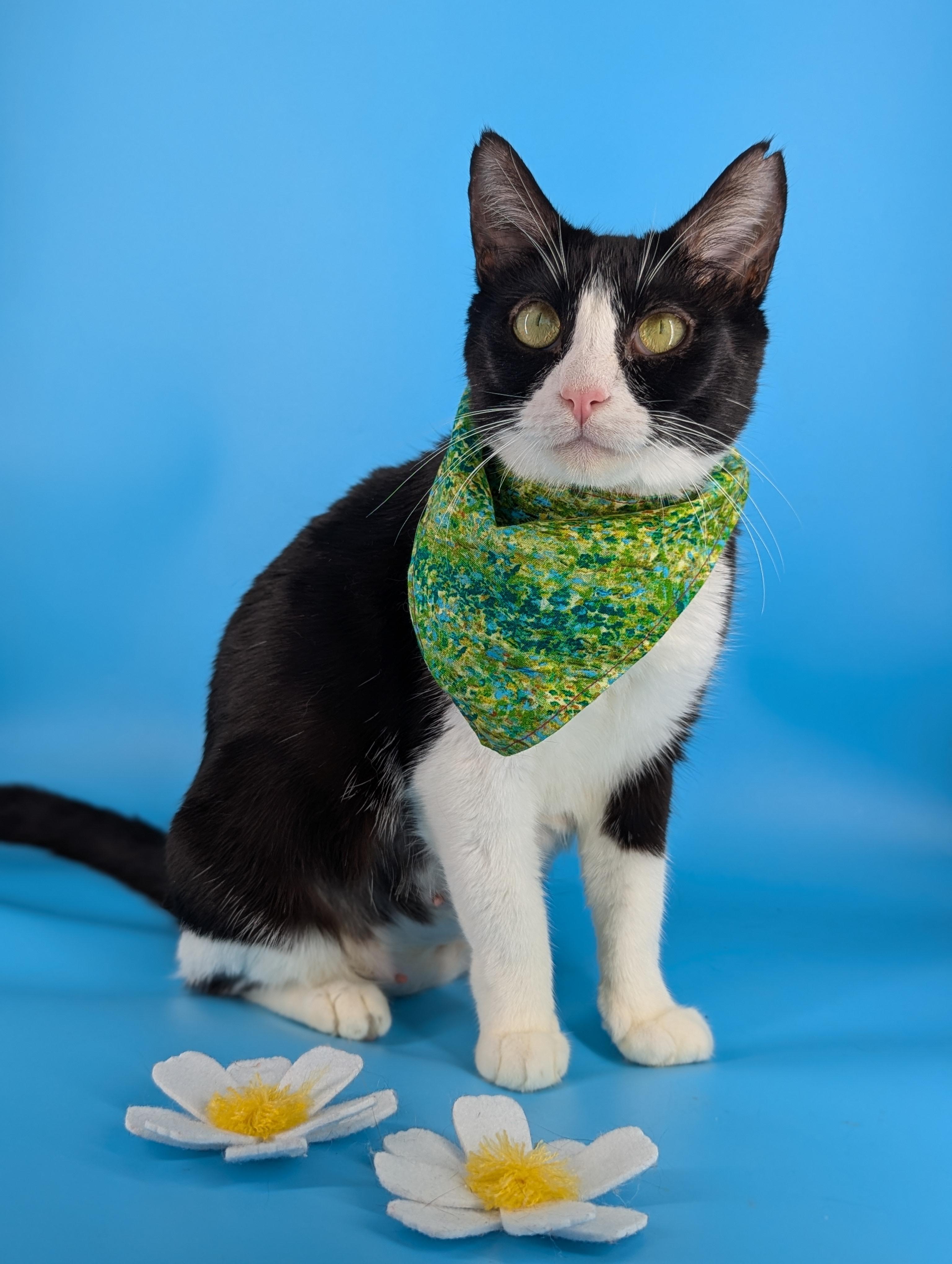 Era (The tiny philosophers), an adopted Domestic Short Hair in Canton, GA image 2/6