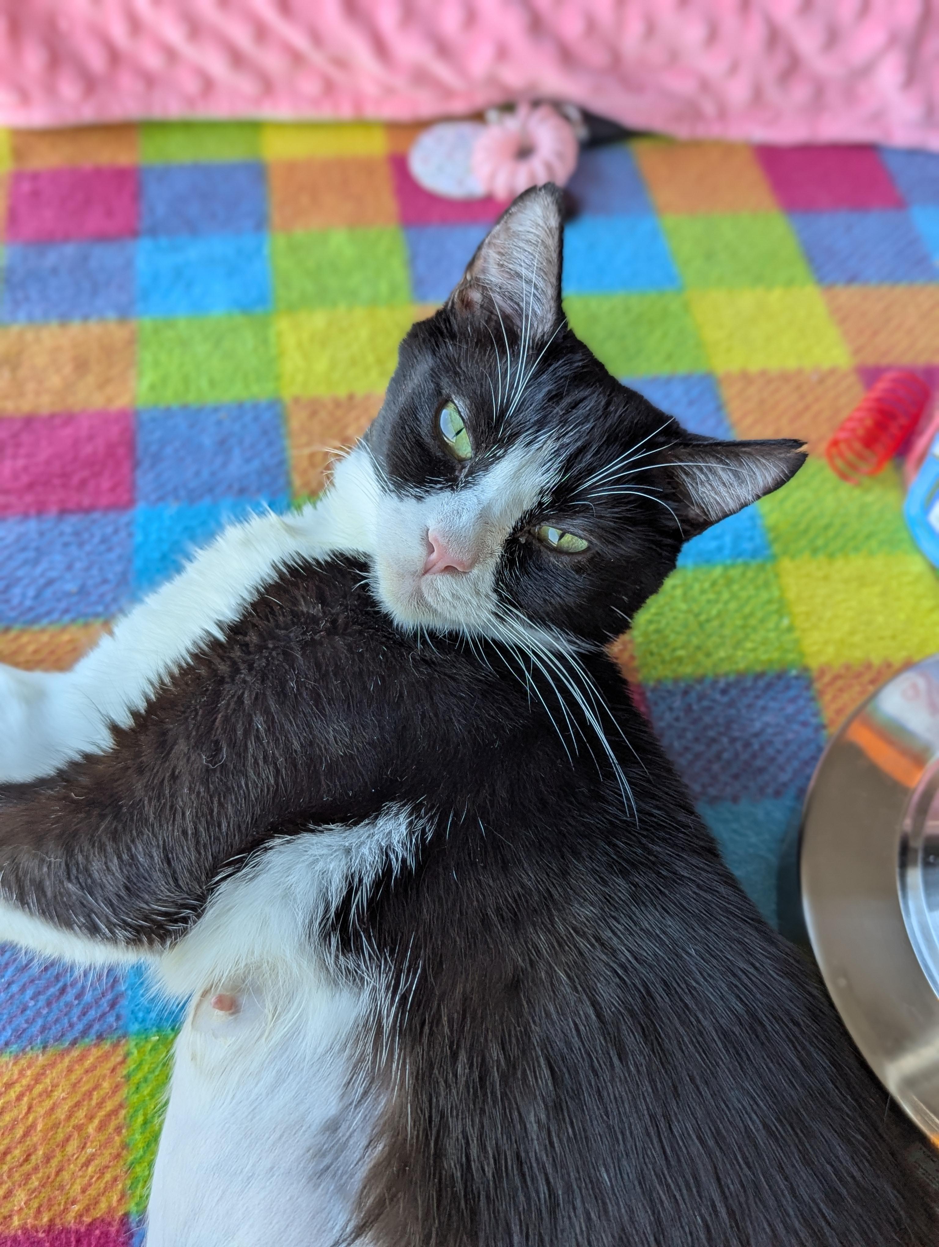 Era (The tiny philosophers), an adopted Domestic Short Hair in Canton, GA image 4/6