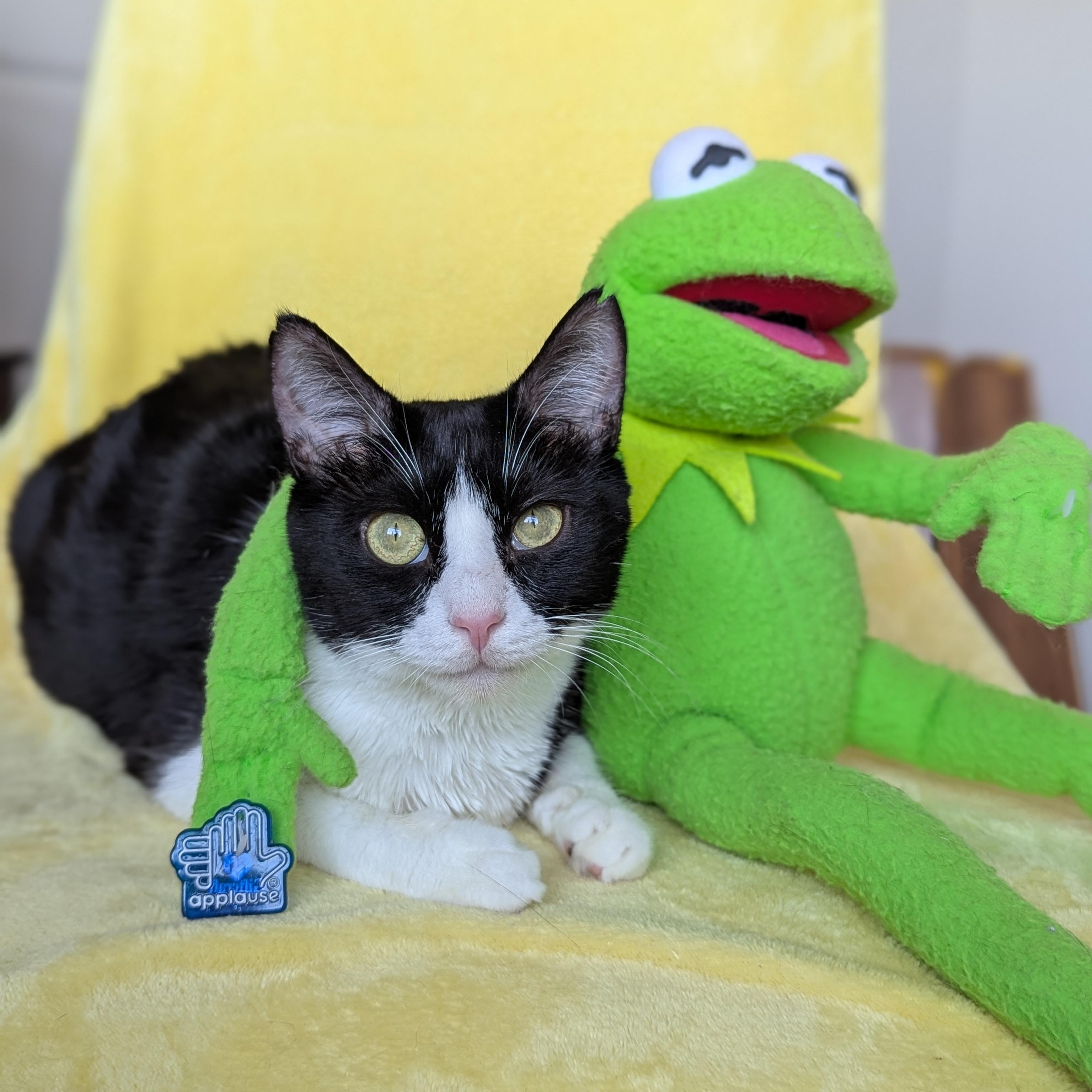 Era (The tiny philosophers), an adopted Domestic Short Hair in Canton, GA image 1/6