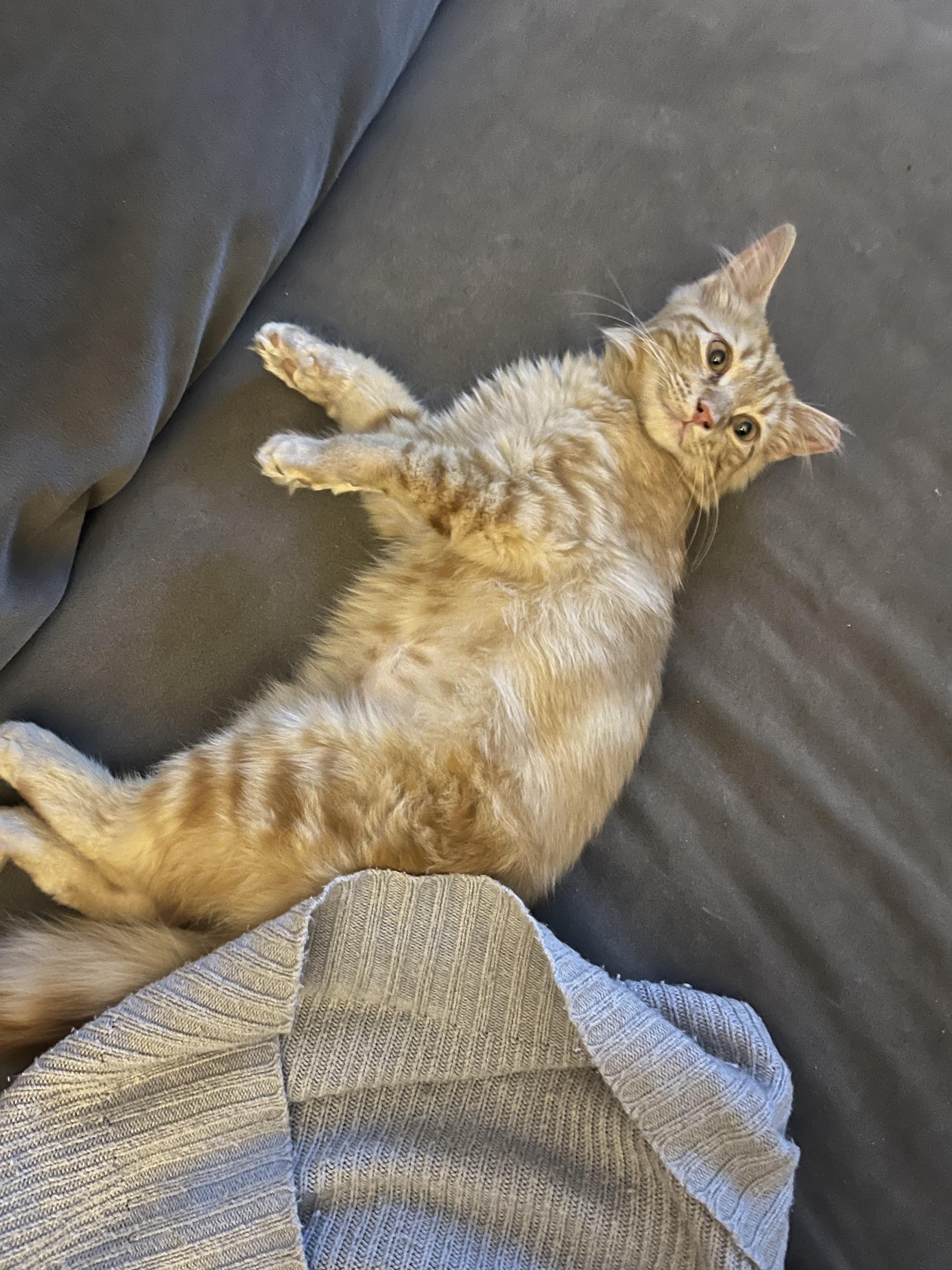 Enlarge Sticks, a ADOPTABLE Domestic Medium Hair in Brooklyn, NY image 4/5