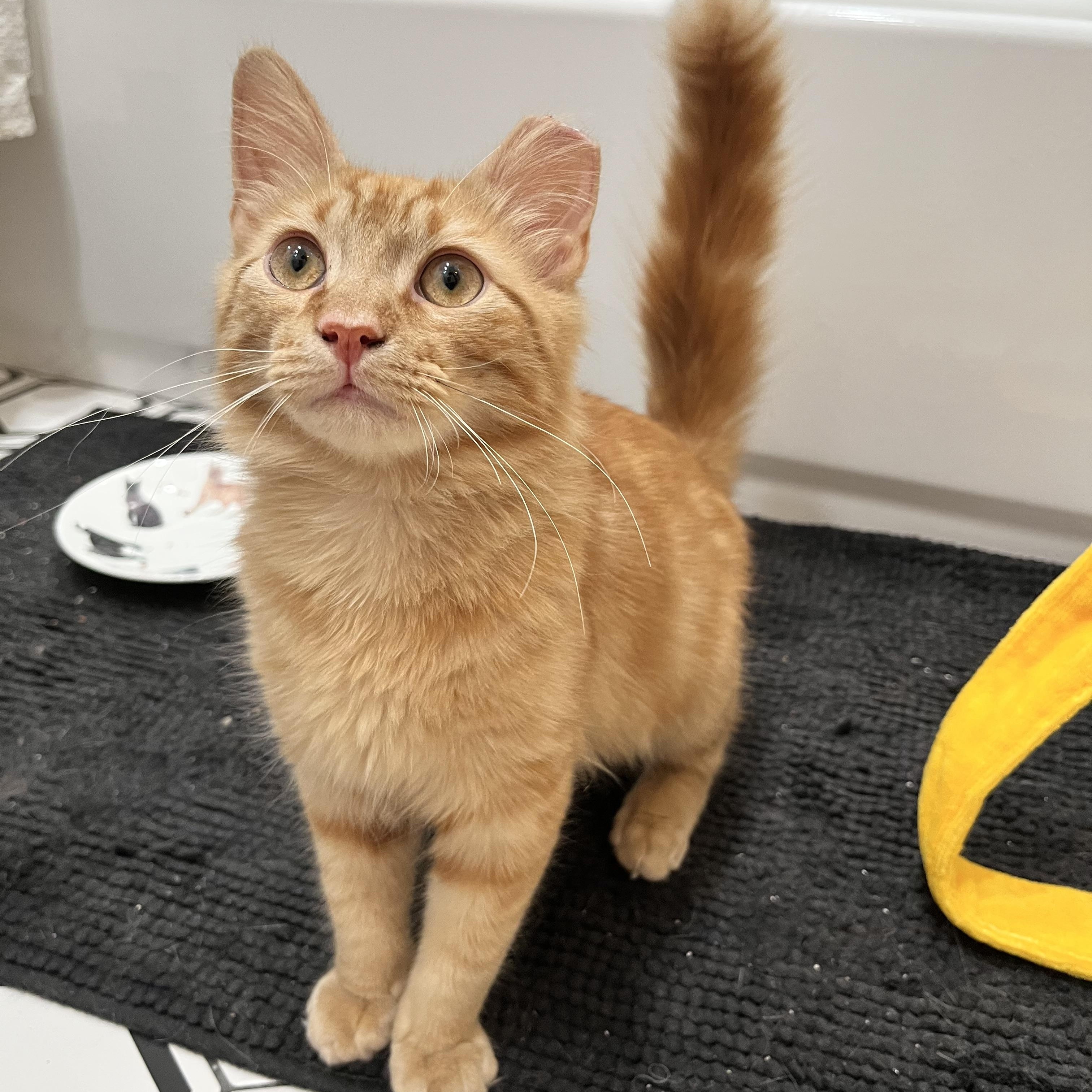 Sticks, ADOPTABLE, Kitten Male Domestic Medium Hair.