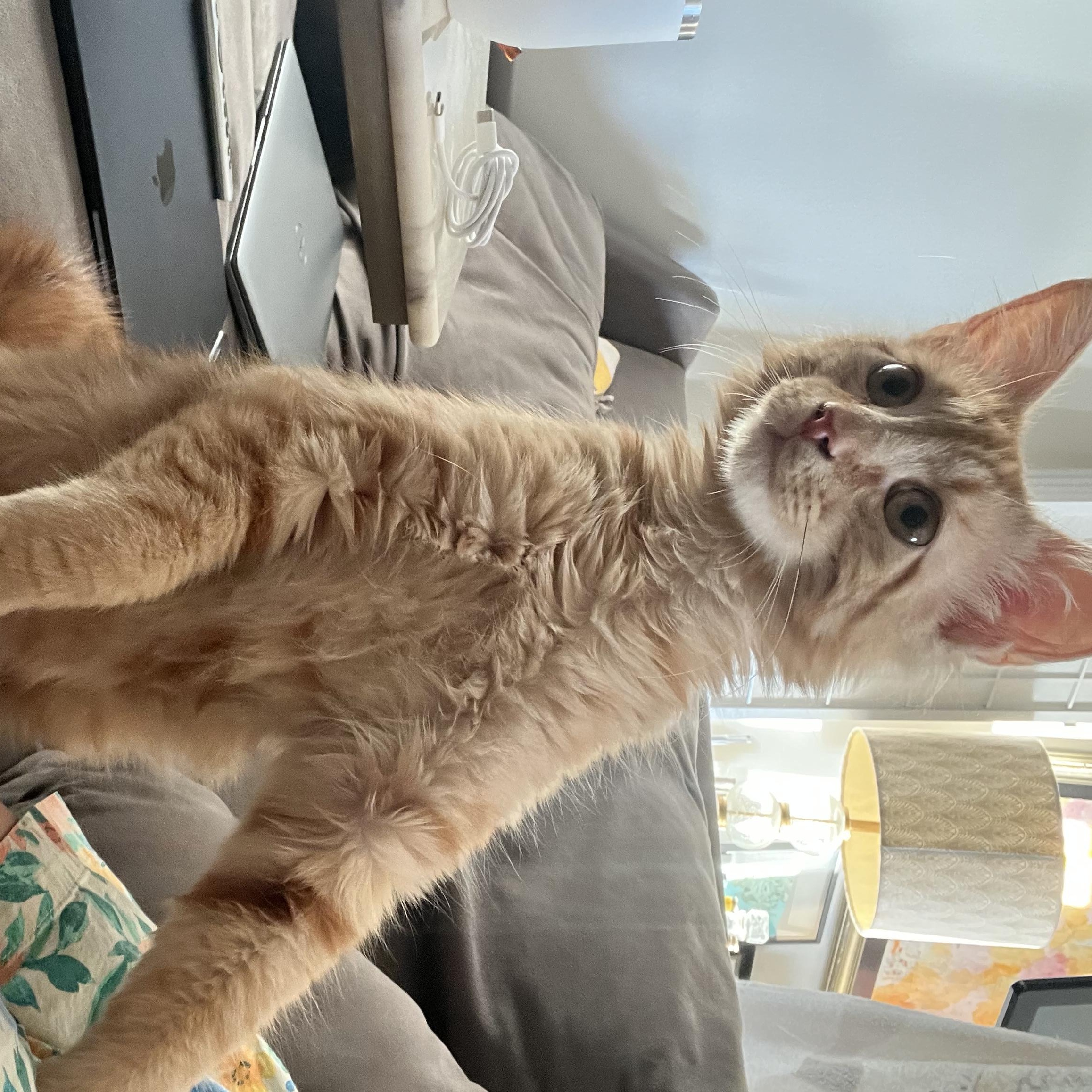 Enlarge Sticks, a ADOPTABLE Domestic Medium Hair in Brooklyn, NY image 2/5