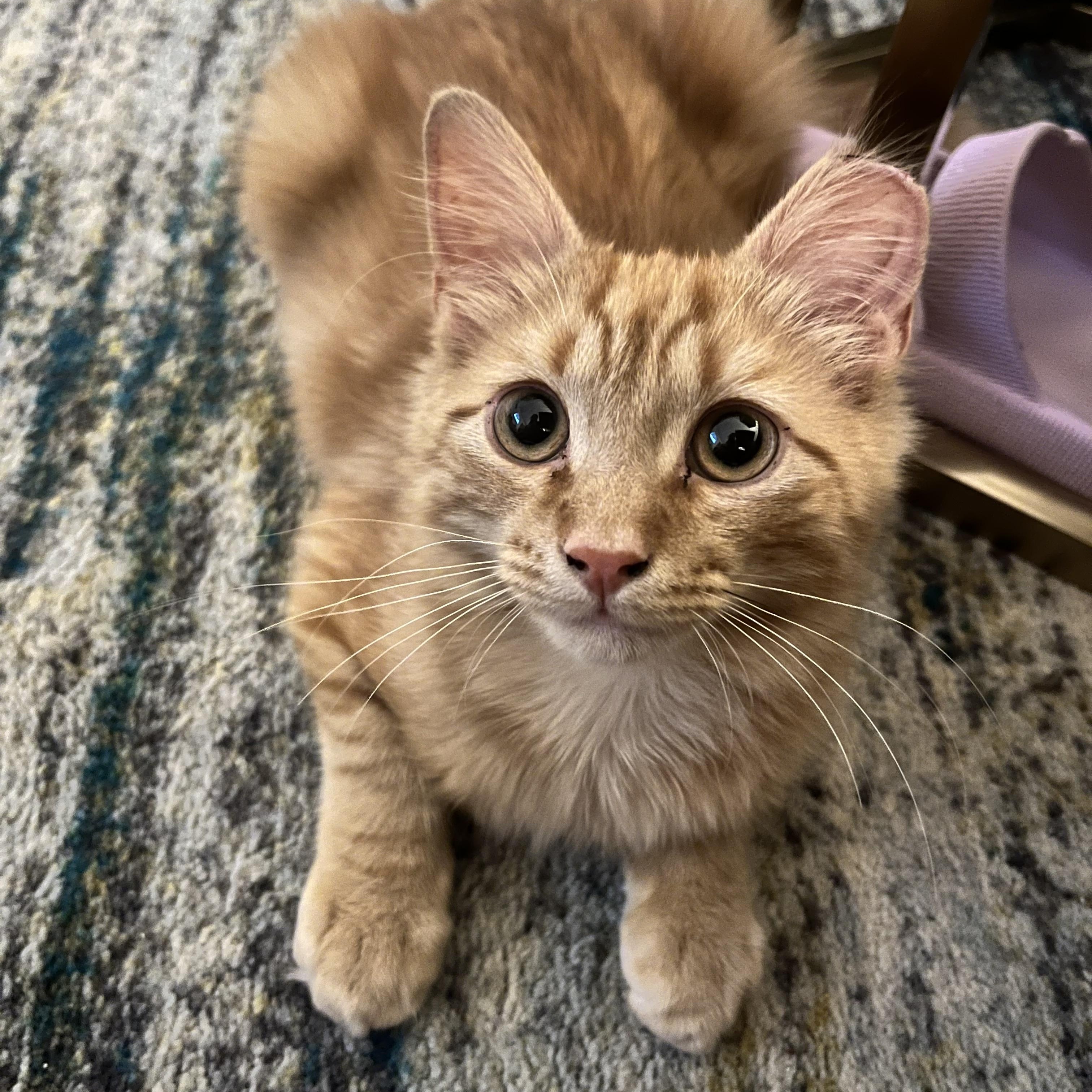 Enlarge Sticks, a ADOPTABLE Domestic Medium Hair in Brooklyn, NY image 5/5