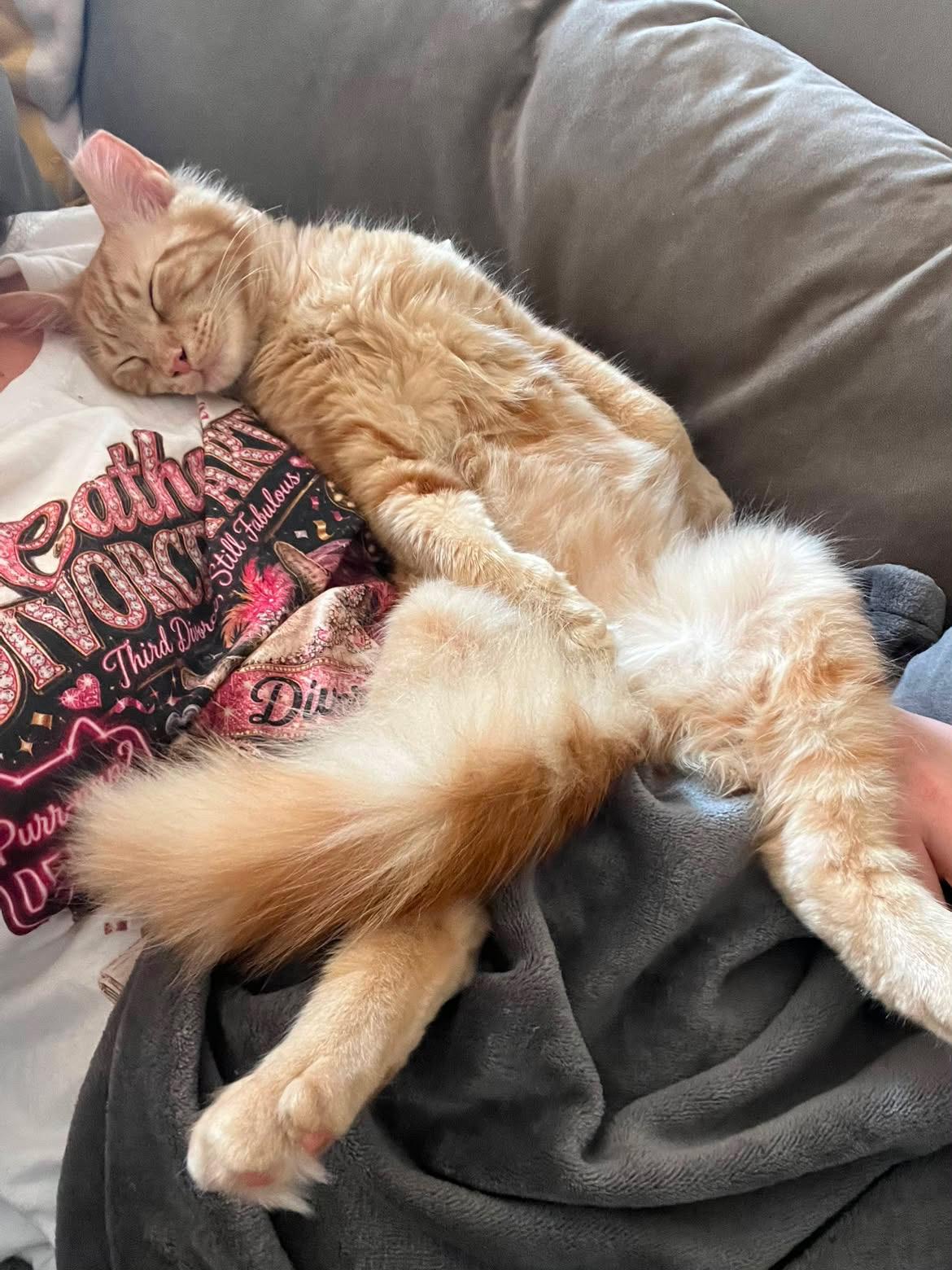 Sticks, adopted, Kitten Male Domestic Medium Hair.