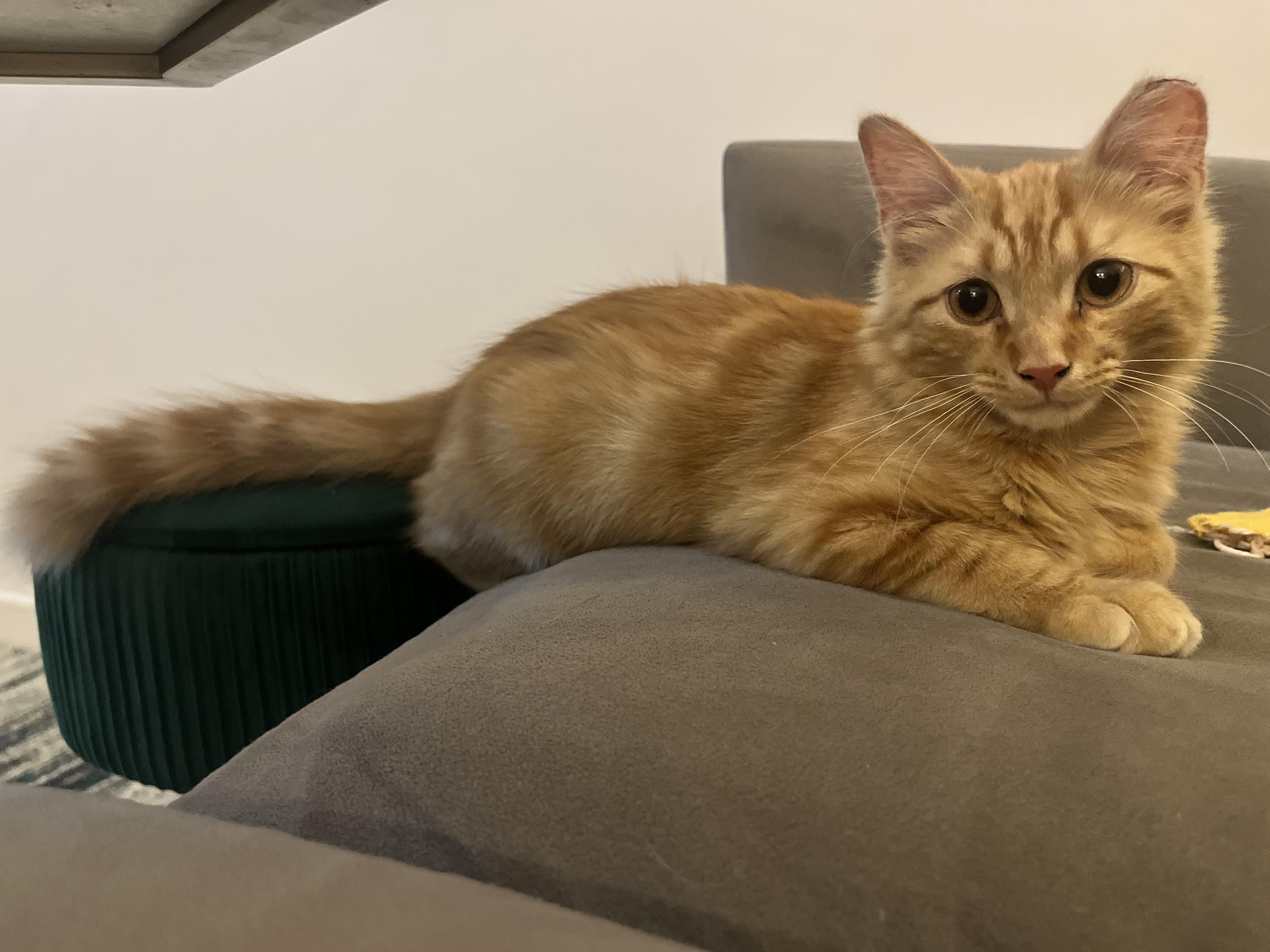 Enlarge Sticks, a ADOPTABLE Domestic Medium Hair in Brooklyn, NY image 3/5