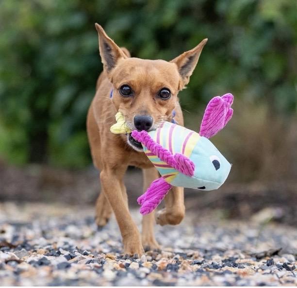 Rudy, ADOPTABLE, Adult Male Chihuahua.