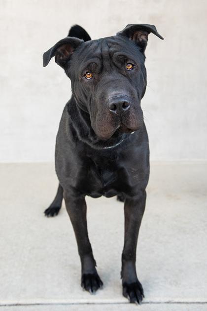Nico, Adoptable, Adult Male Mixed Breed & Mixed Breed.