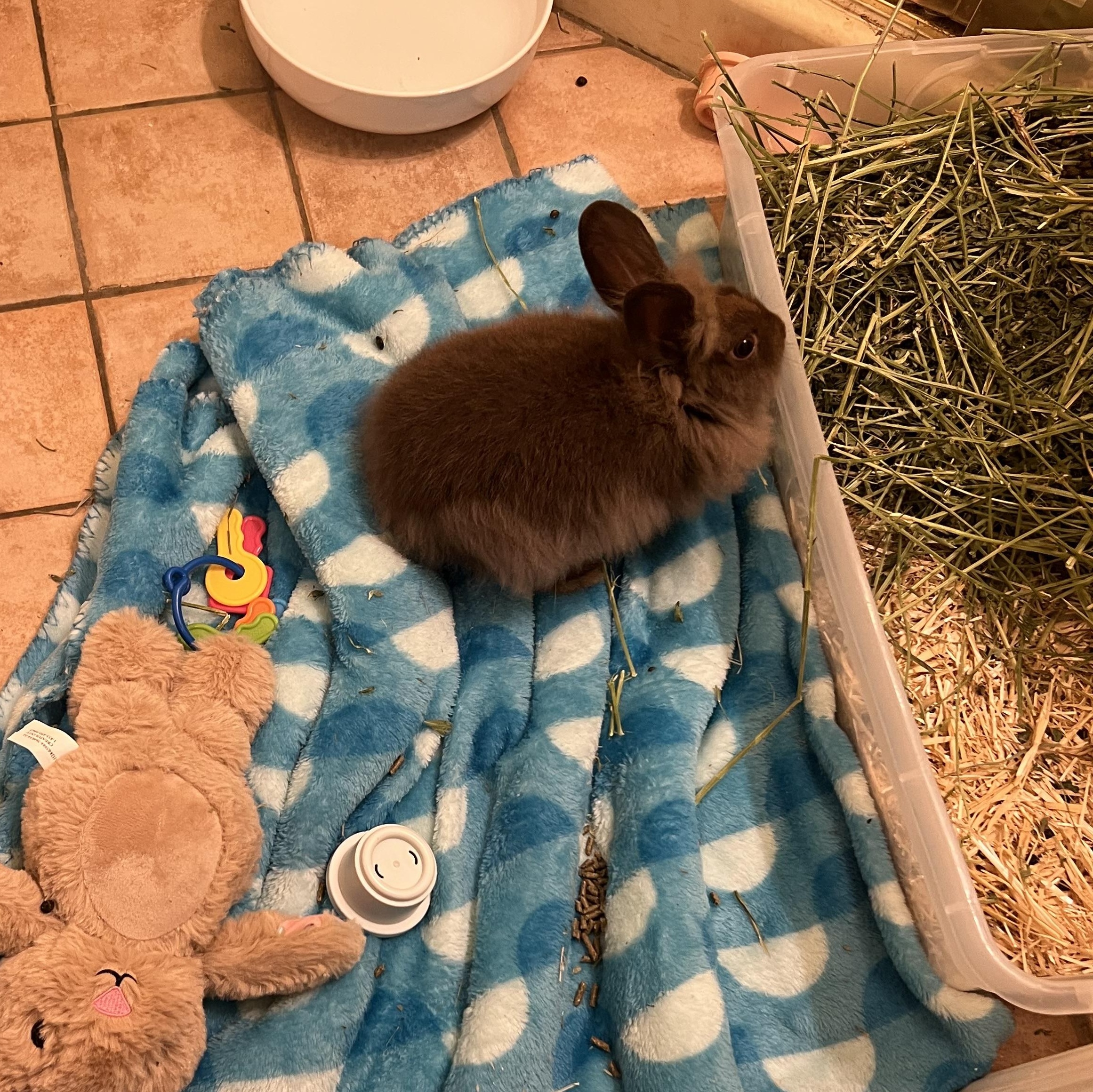 Enlarge Lena, a Adoptable Lionhead in Huntsville, AL image 3/6