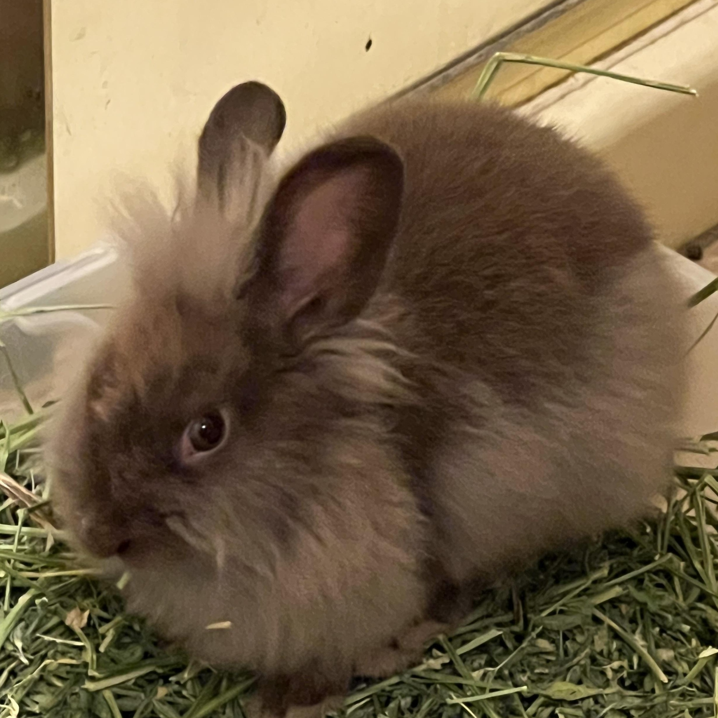 Enlarge Lena, a Adoptable Lionhead in Huntsville, AL image 4/6