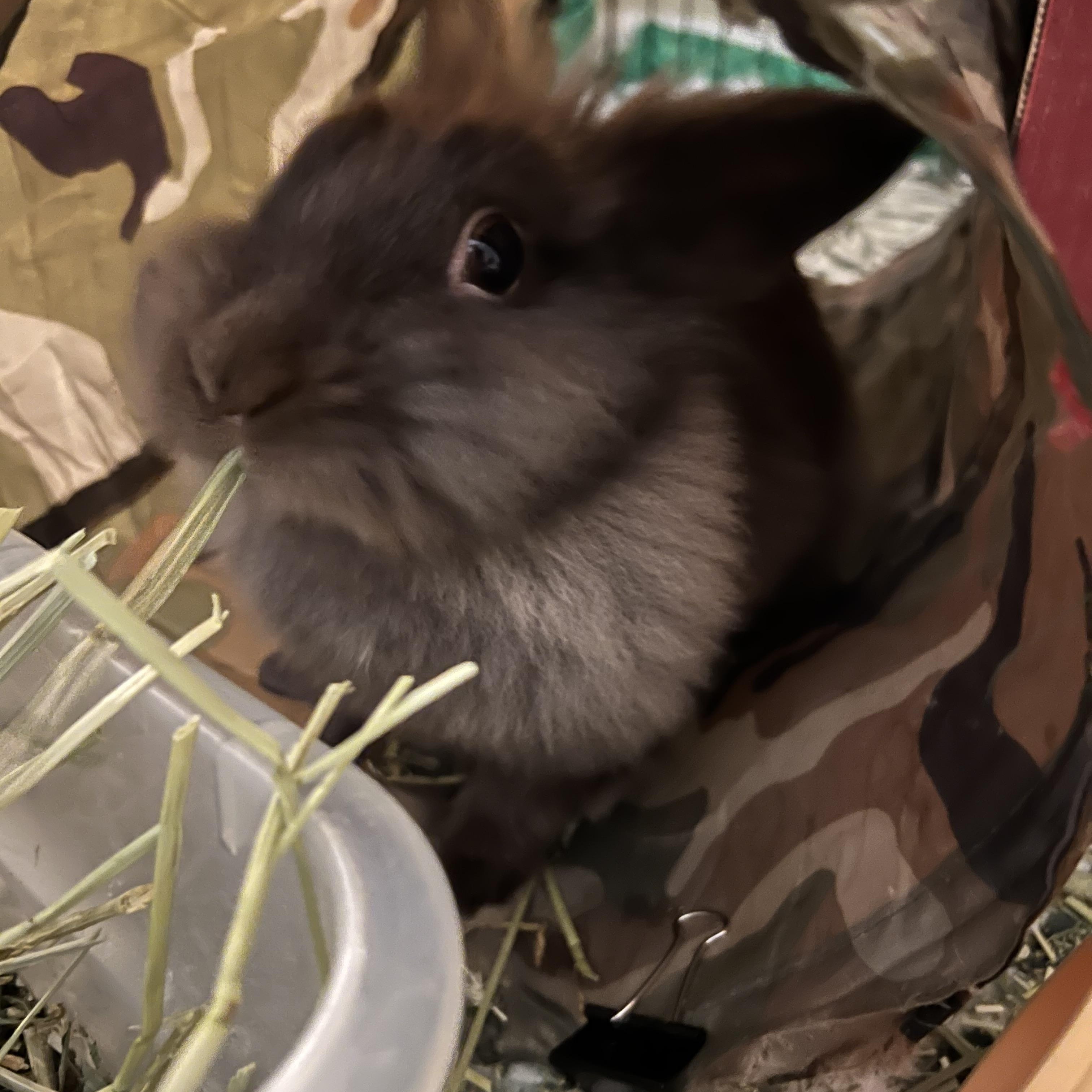 Enlarge Lena, a Adoptable Lionhead in Huntsville, AL image 2/6