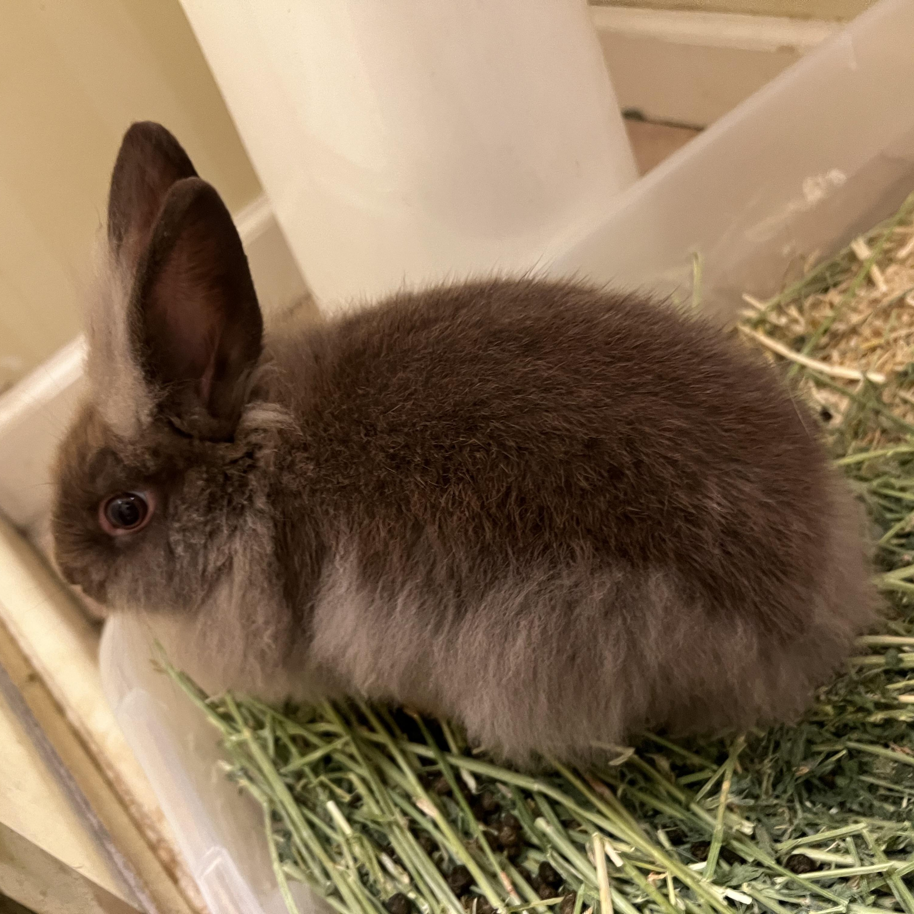 Enlarge Lena, a Adoptable Lionhead in Huntsville, AL image 5/6