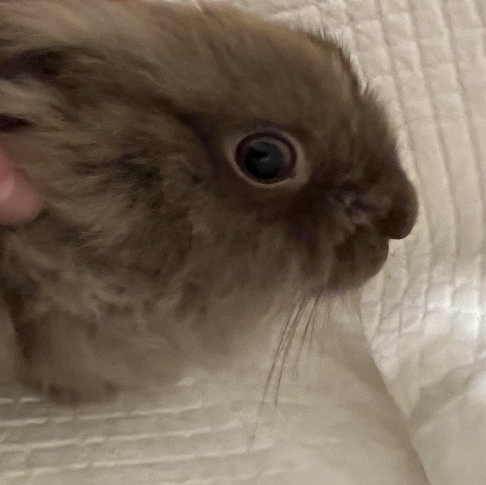 Enlarge Lena, a Adoptable Lionhead in Huntsville, AL image 6/6