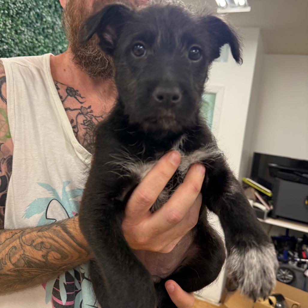 Sassy (Chow Down 3), Adoptable, Puppy Female Mixed Breed.
