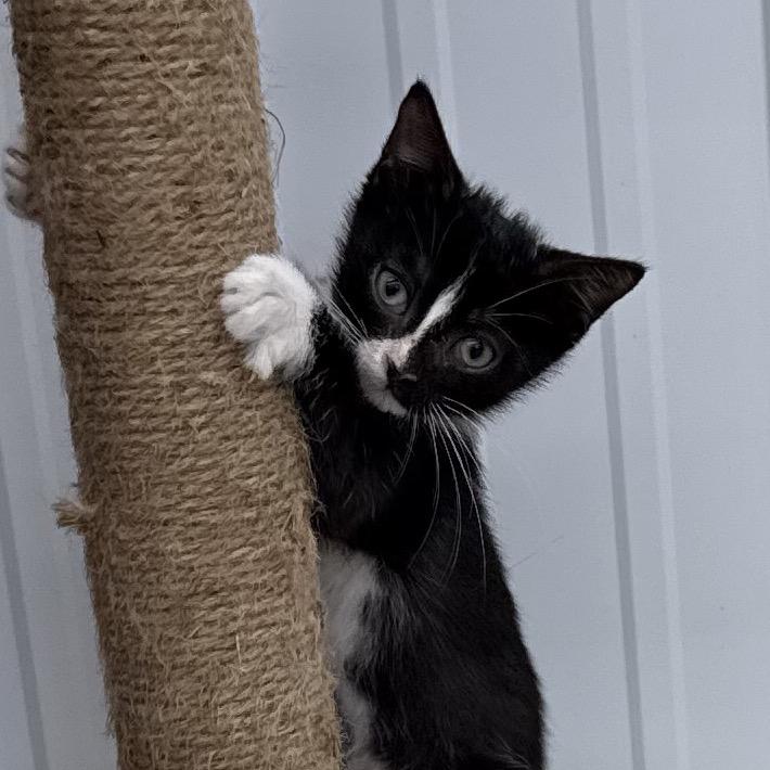 Olive, adopted, Kitten Female Domestic Short Hair.