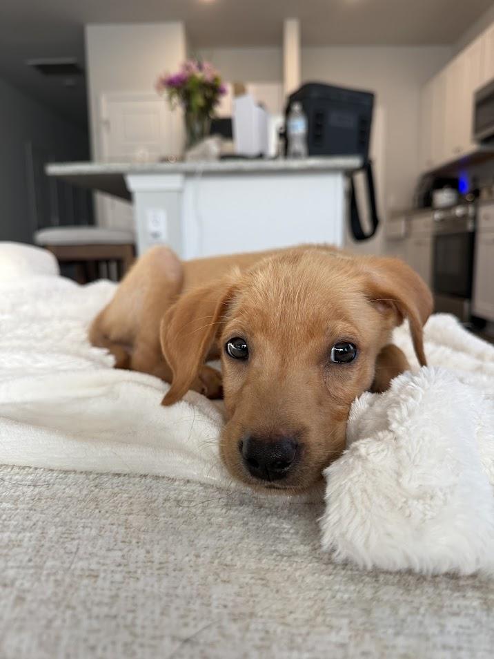 Backup, Baby Male Labrador Retriever