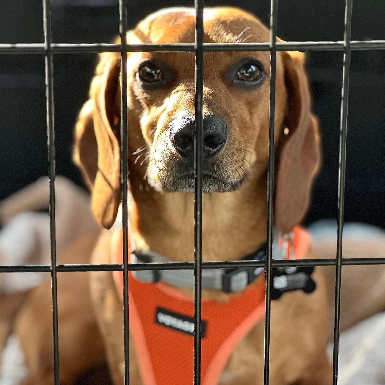 Cowboy, a Adoptable mixed breed in Portland, OR image 3/6