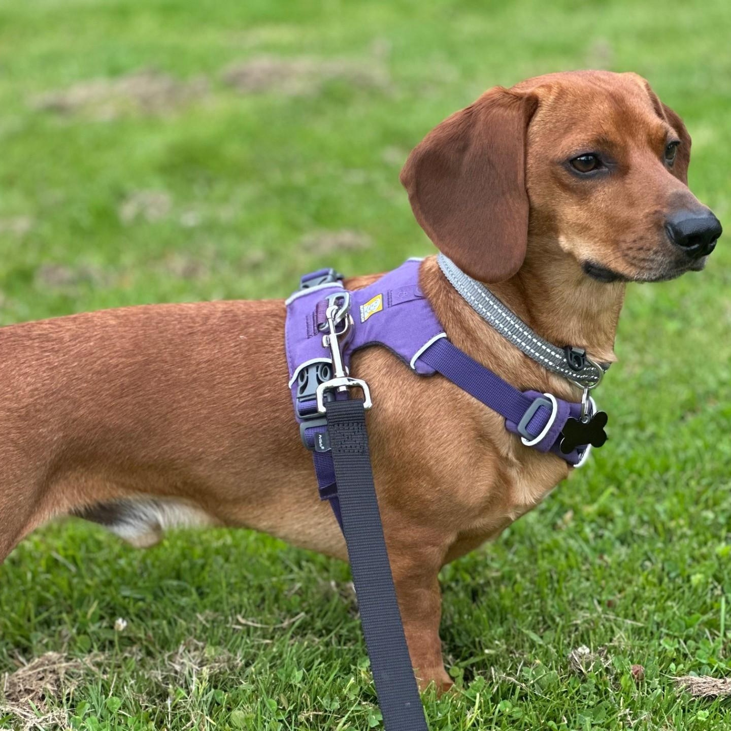 Cowboy, a Adoptable mixed breed in Portland, OR image 6/6