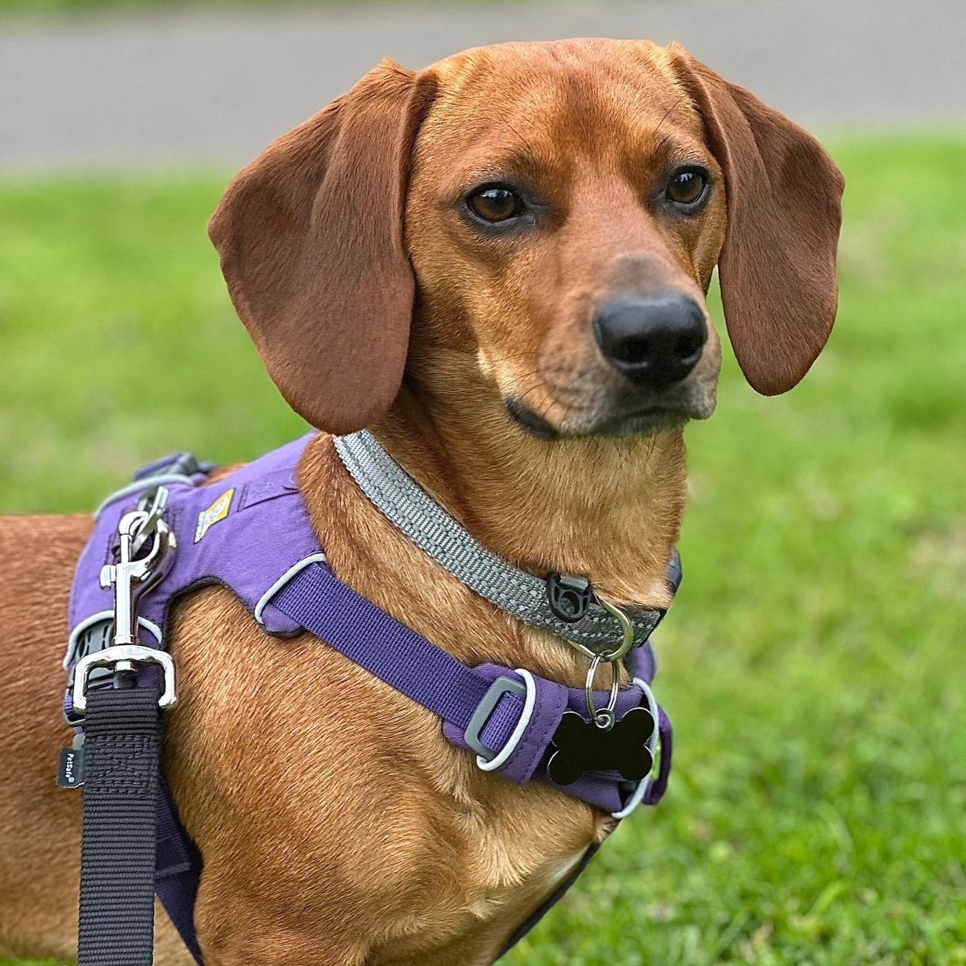 Cowboy, a Adoptable mixed breed in Portland, OR image 2/6