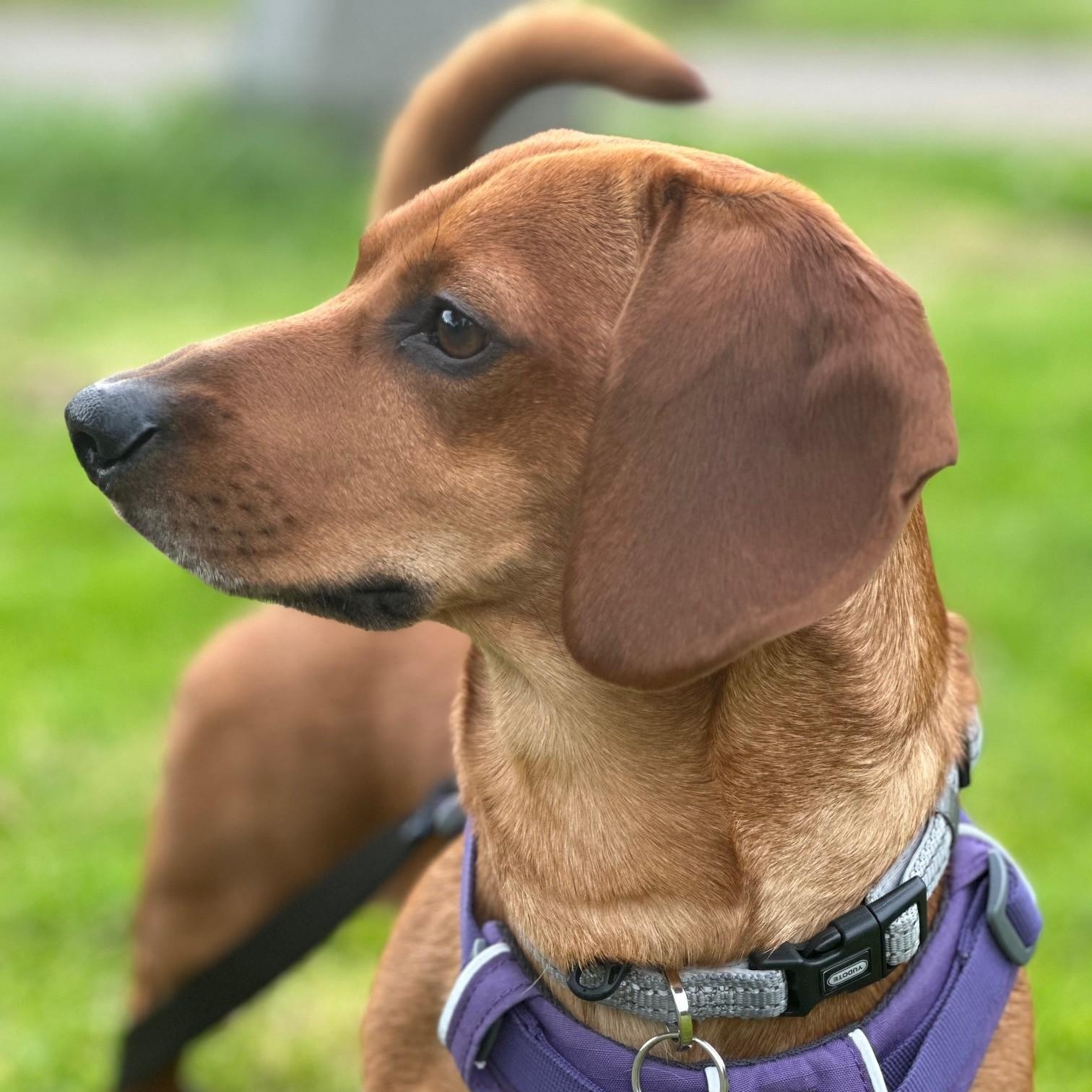 Cowboy, a Adoptable mixed breed in Portland, OR image 5/6