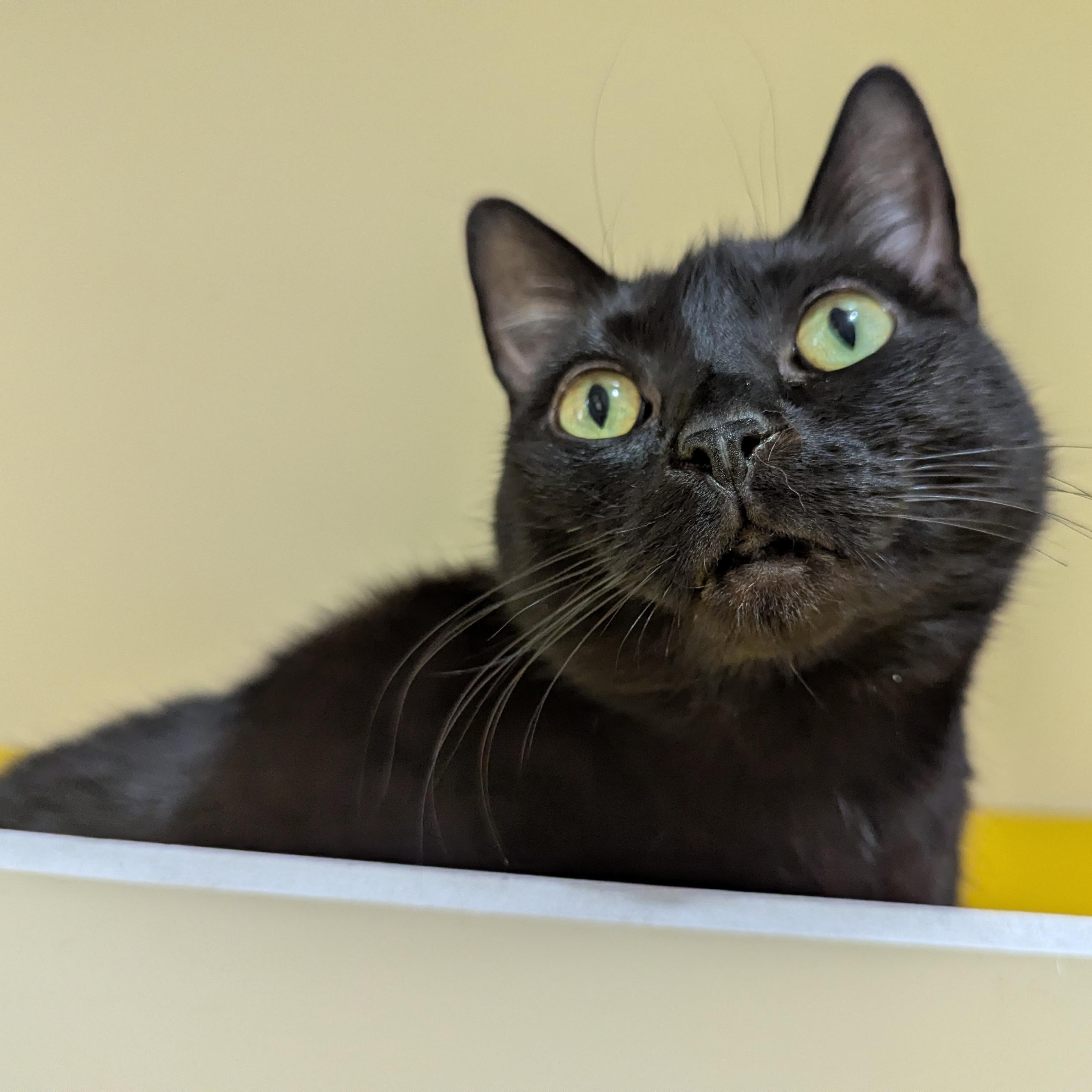 Crumpet, a ADOPTABLE Domestic Short Hair in Morden, MB image 3/6