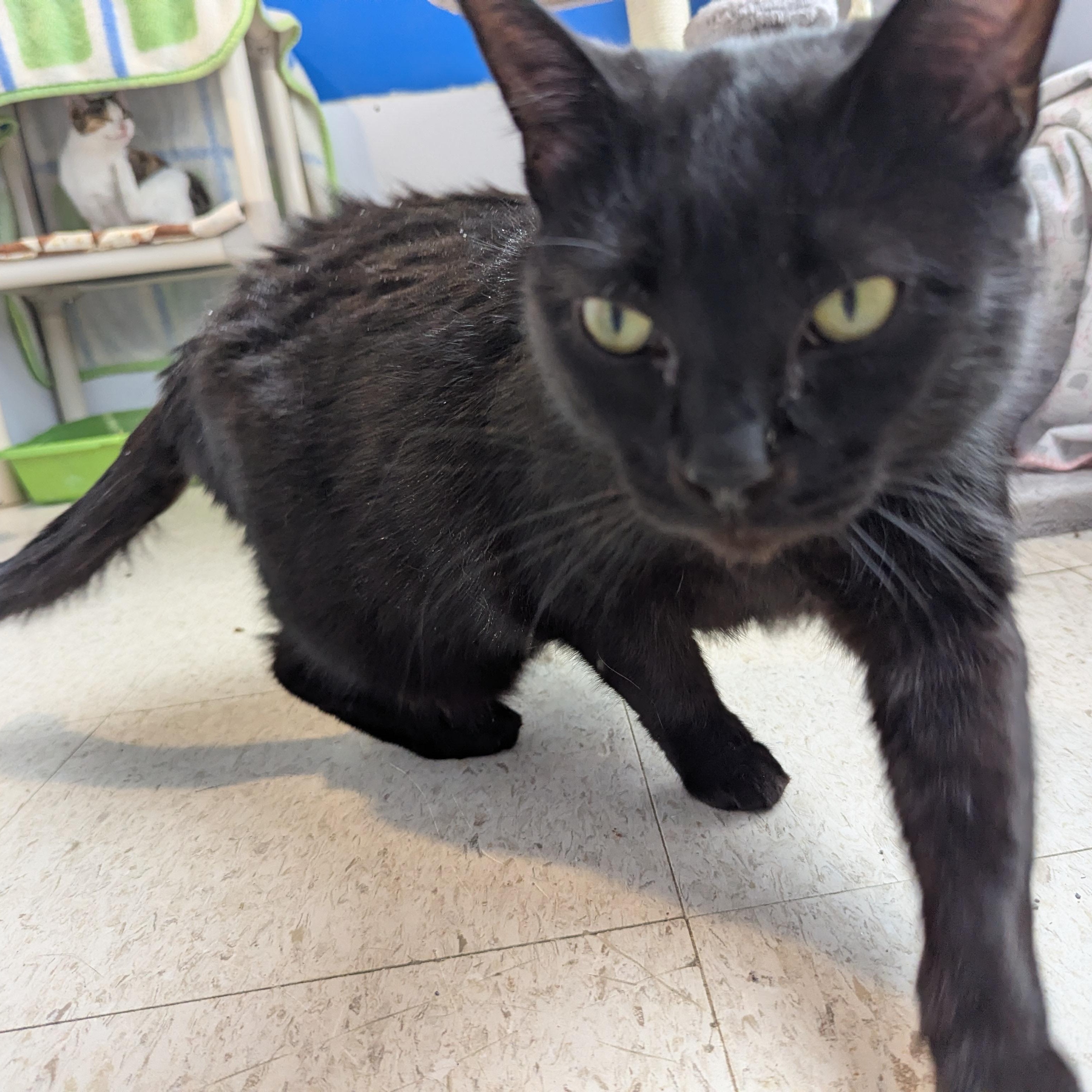 Crumpet, a ADOPTABLE Domestic Short Hair in Morden, MB image 4/6