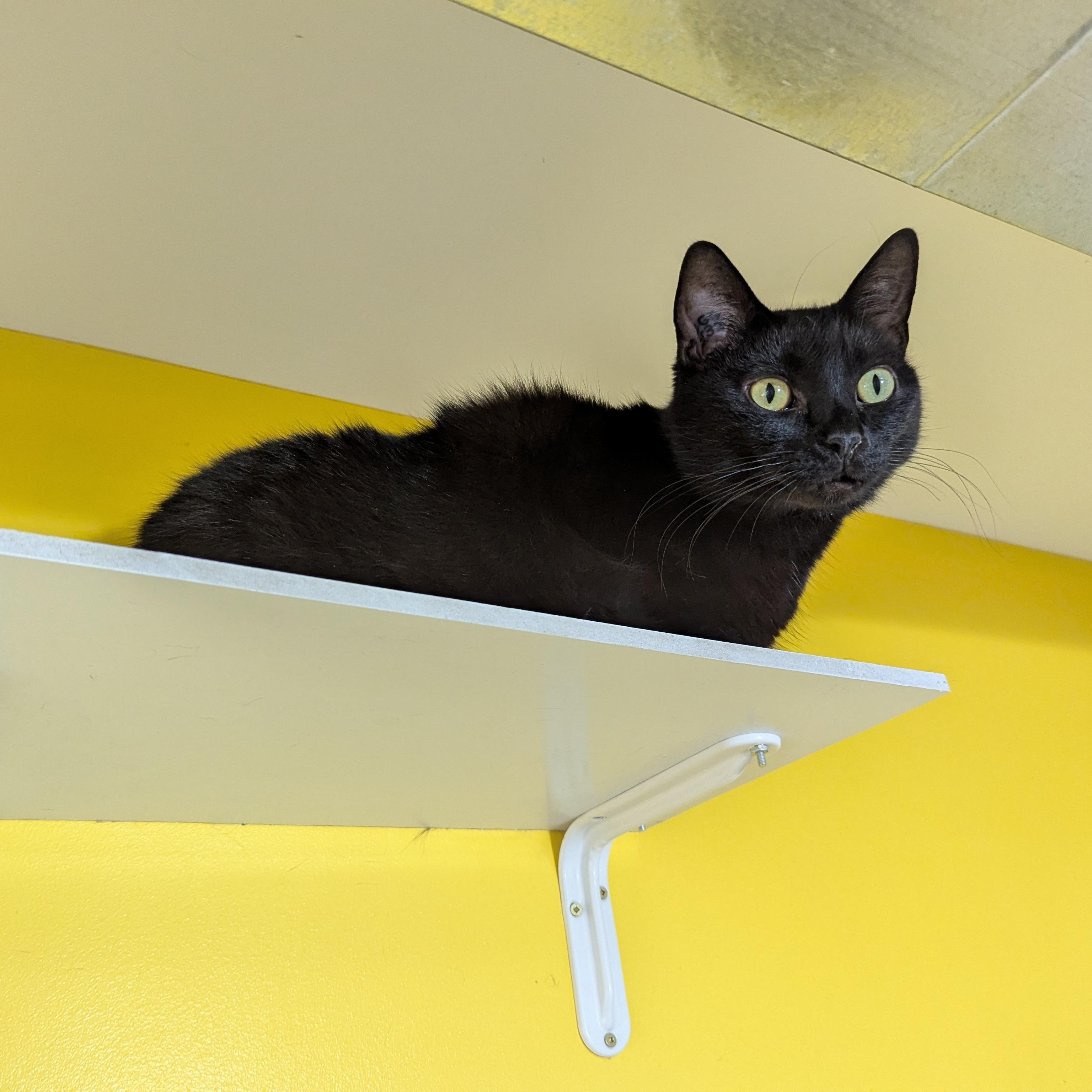 Crumpet, a ADOPTABLE Domestic Short Hair in Morden, MB image 5/6