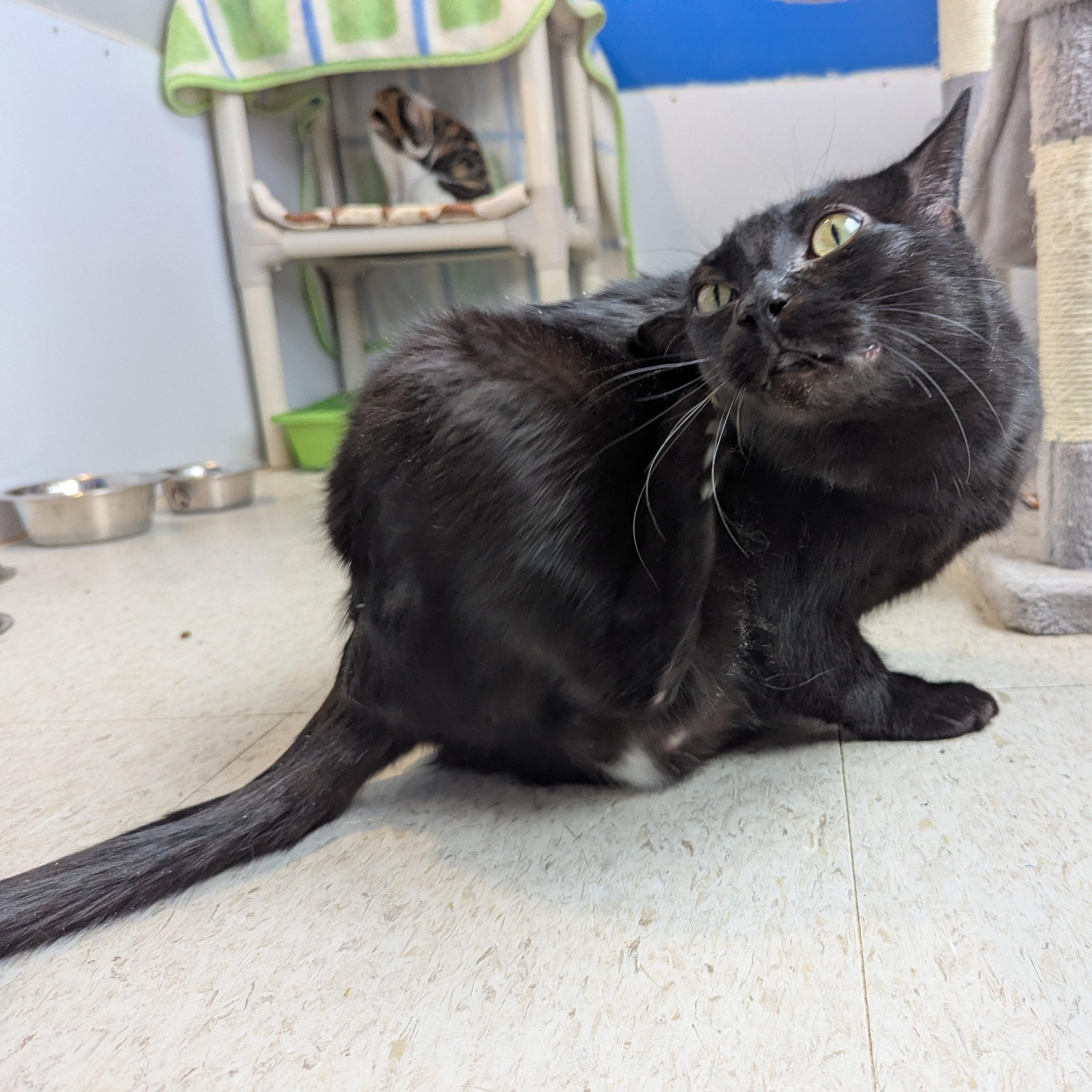 Crumpet, a ADOPTABLE Domestic Short Hair in Morden, MB image 6/6