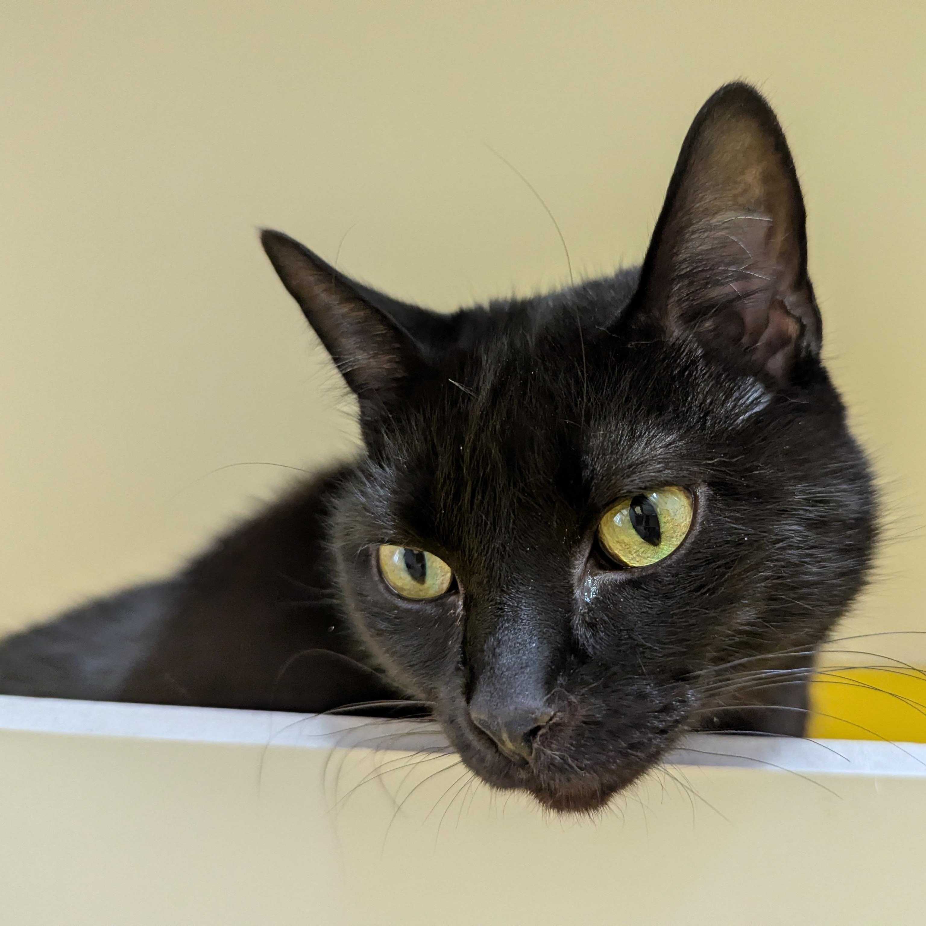 Crumpet, ADOPTABLE, Senior Female Domestic Short Hair.