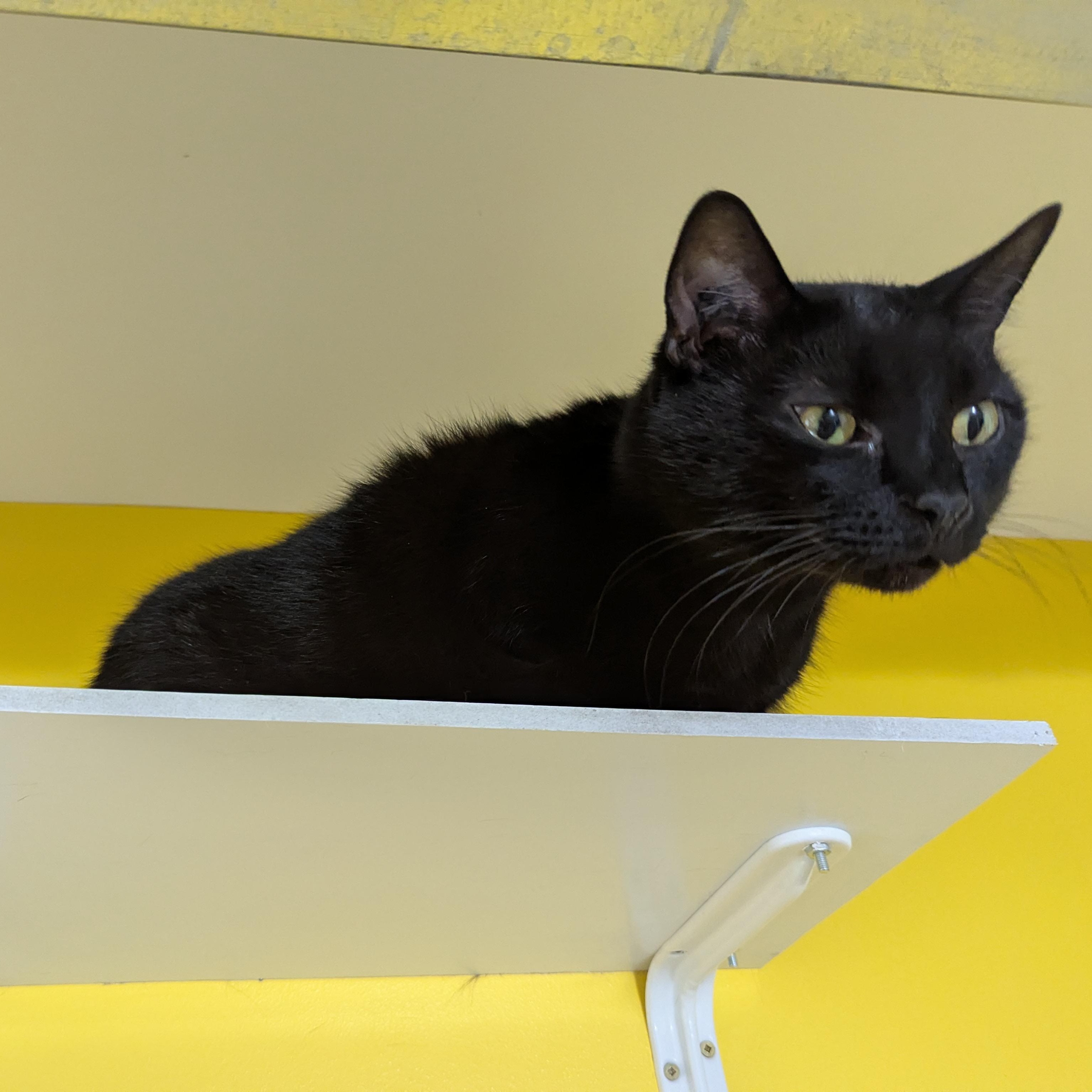 Crumpet, a ADOPTABLE Domestic Short Hair in Morden, MB image 2/6
