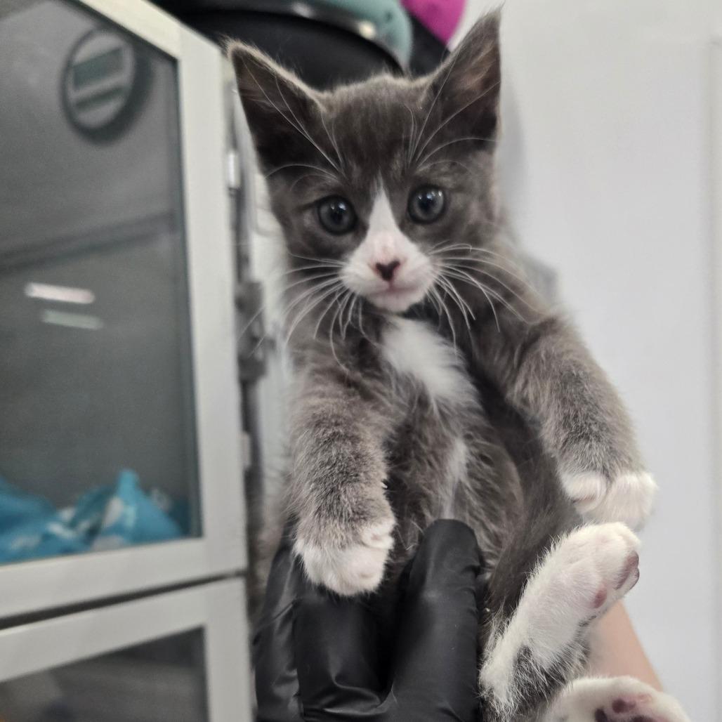 Enlarge Benjamin, a Adoptable Domestic Short Hair in Palmdale, CA image 2/3