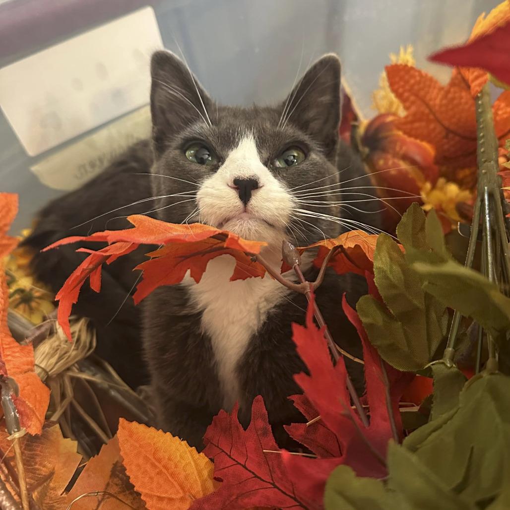 Enlarge Benjamin, a Adoptable Domestic Short Hair in Palmdale, CA image 1/3