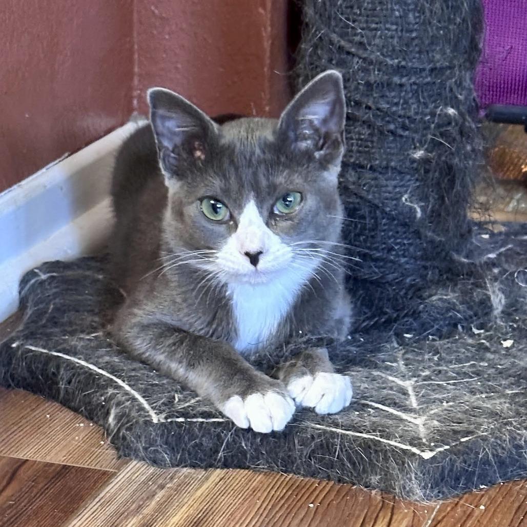 Enlarge Benjamin, a Adoptable Domestic Short Hair in Palmdale, CA image 3/3