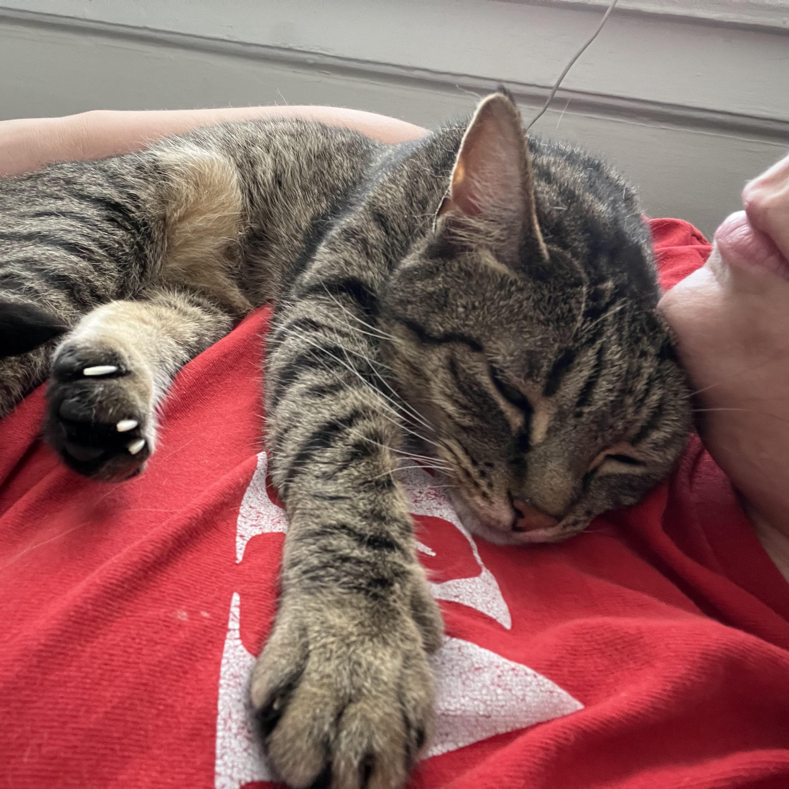 Enlarge June , a Adoptable Domestic Short Hair in Jersey City, NJ image 6/6