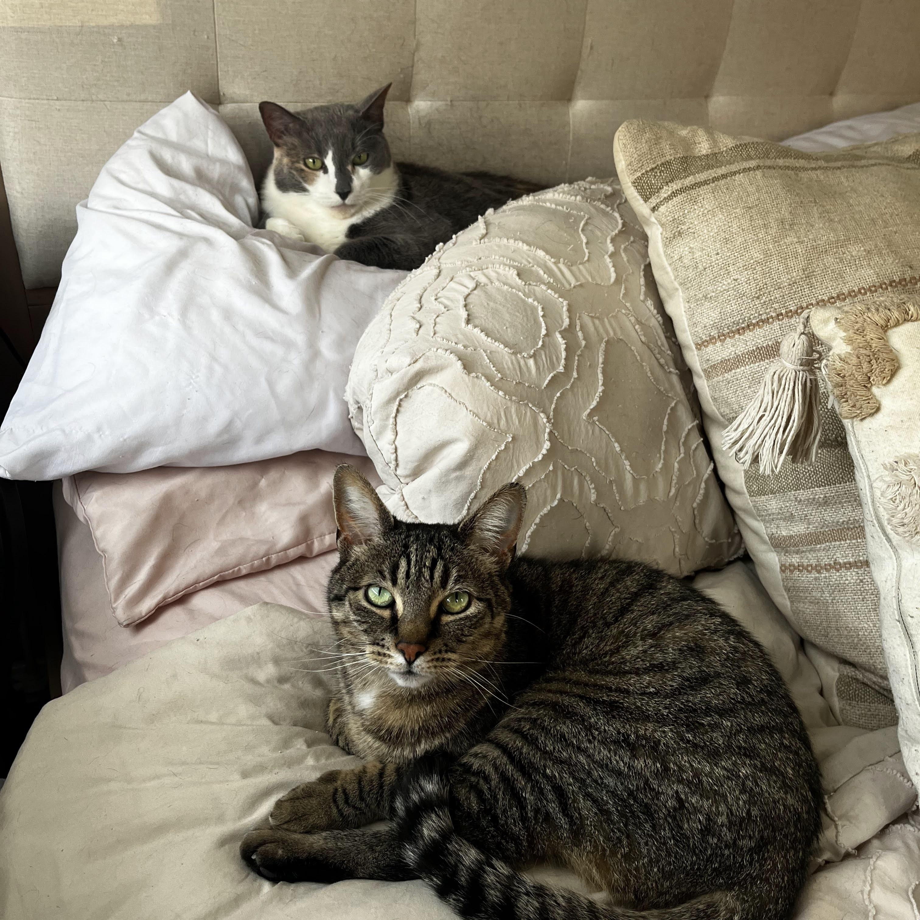 Enlarge June , a Adoptable Domestic Short Hair in Jersey City, NJ image 4/6