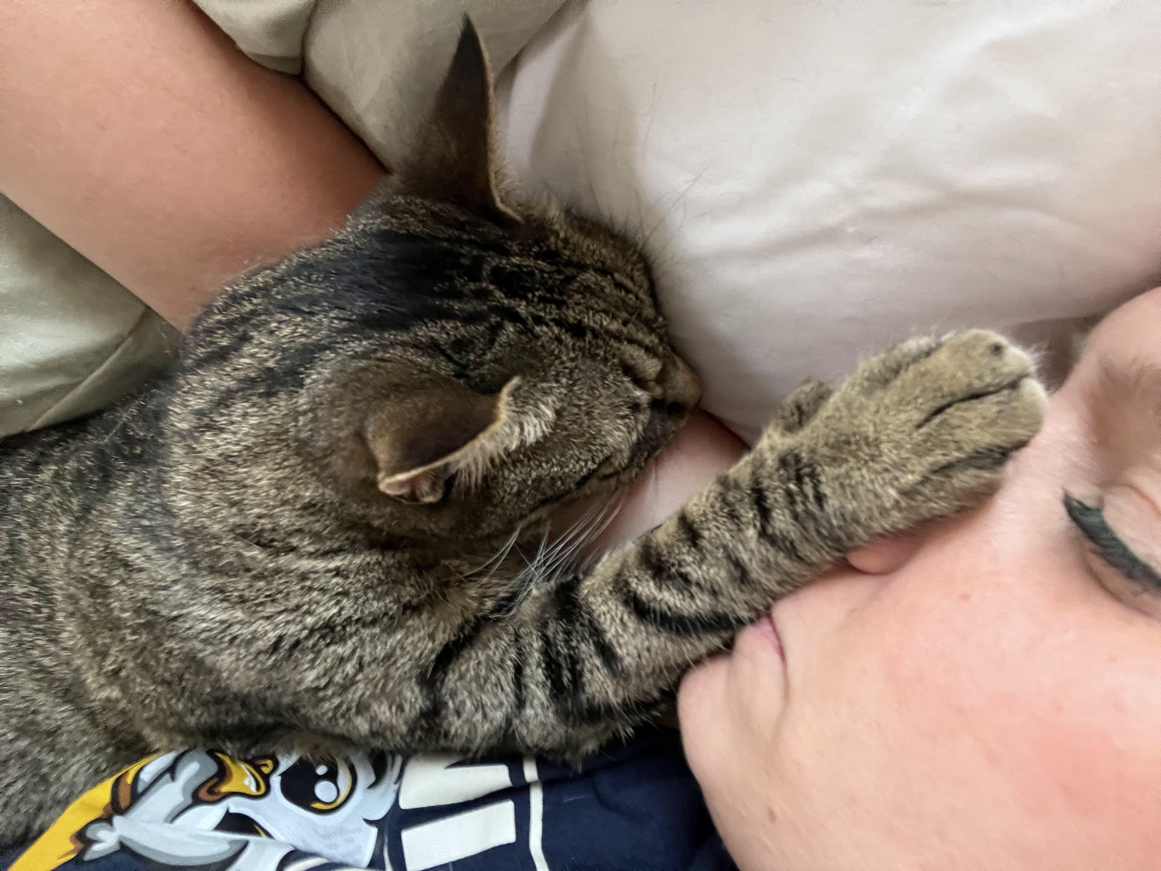 Enlarge June , a Adoptable Domestic Short Hair in Jersey City, NJ image 3/6