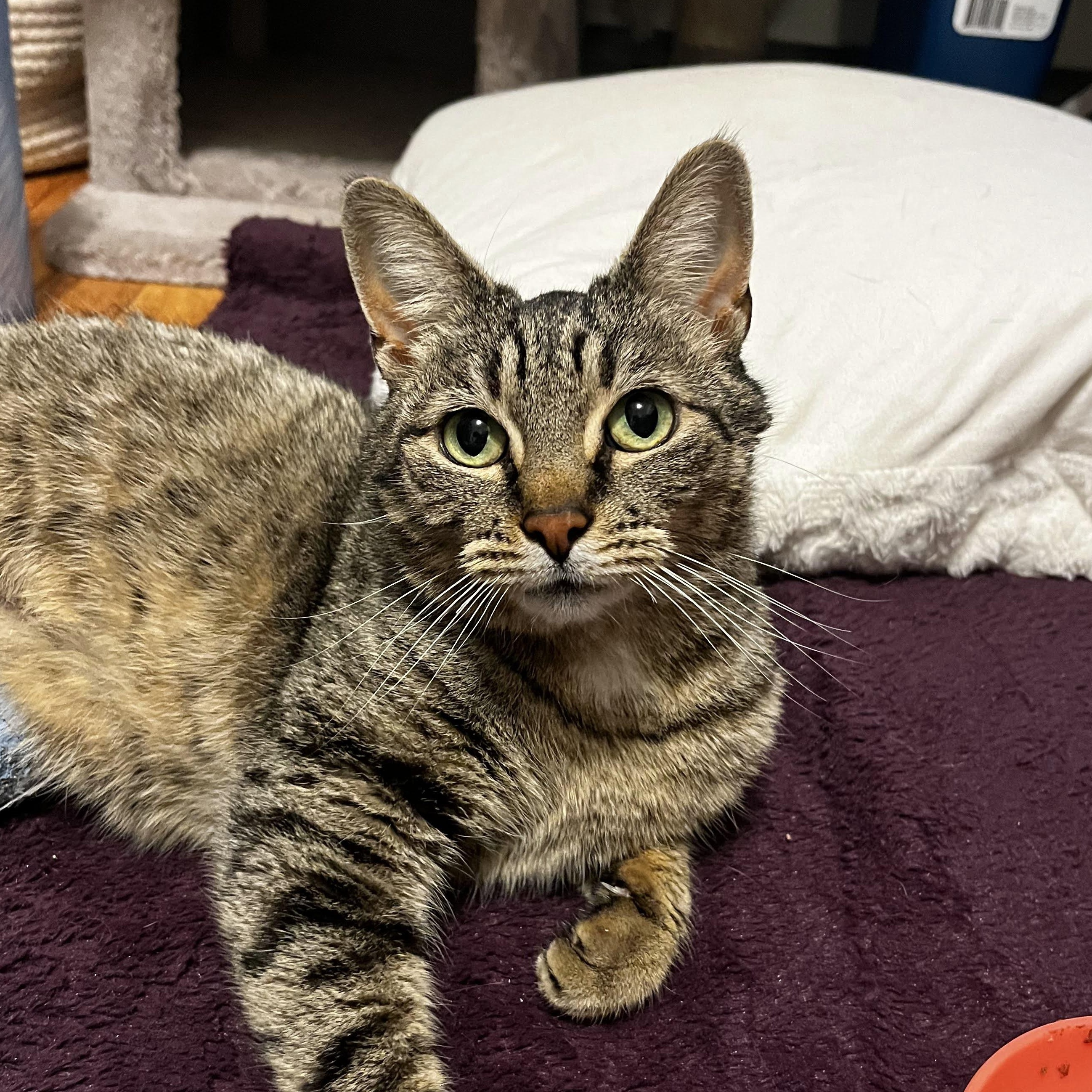 June , Adoptable, Adult Female Domestic Short Hair.