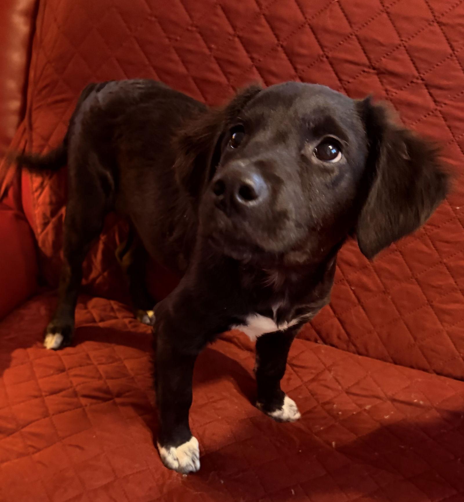 Ivy, Adoptable, Puppy Female Labrador Retriever & Retriever.