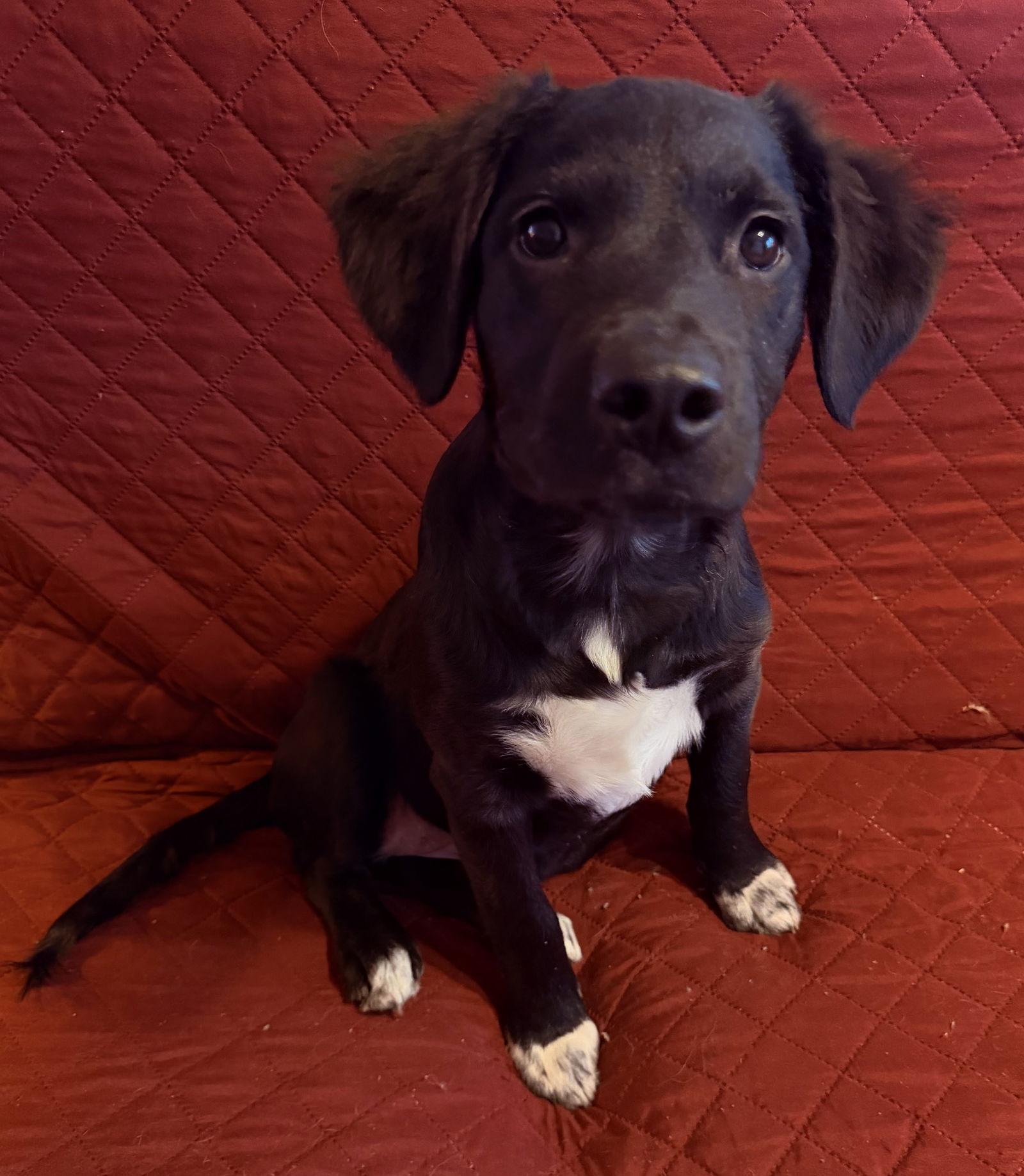 Enlarge Ivy, a Adoptable mixed breed in West Des Moines, IA image 3/3