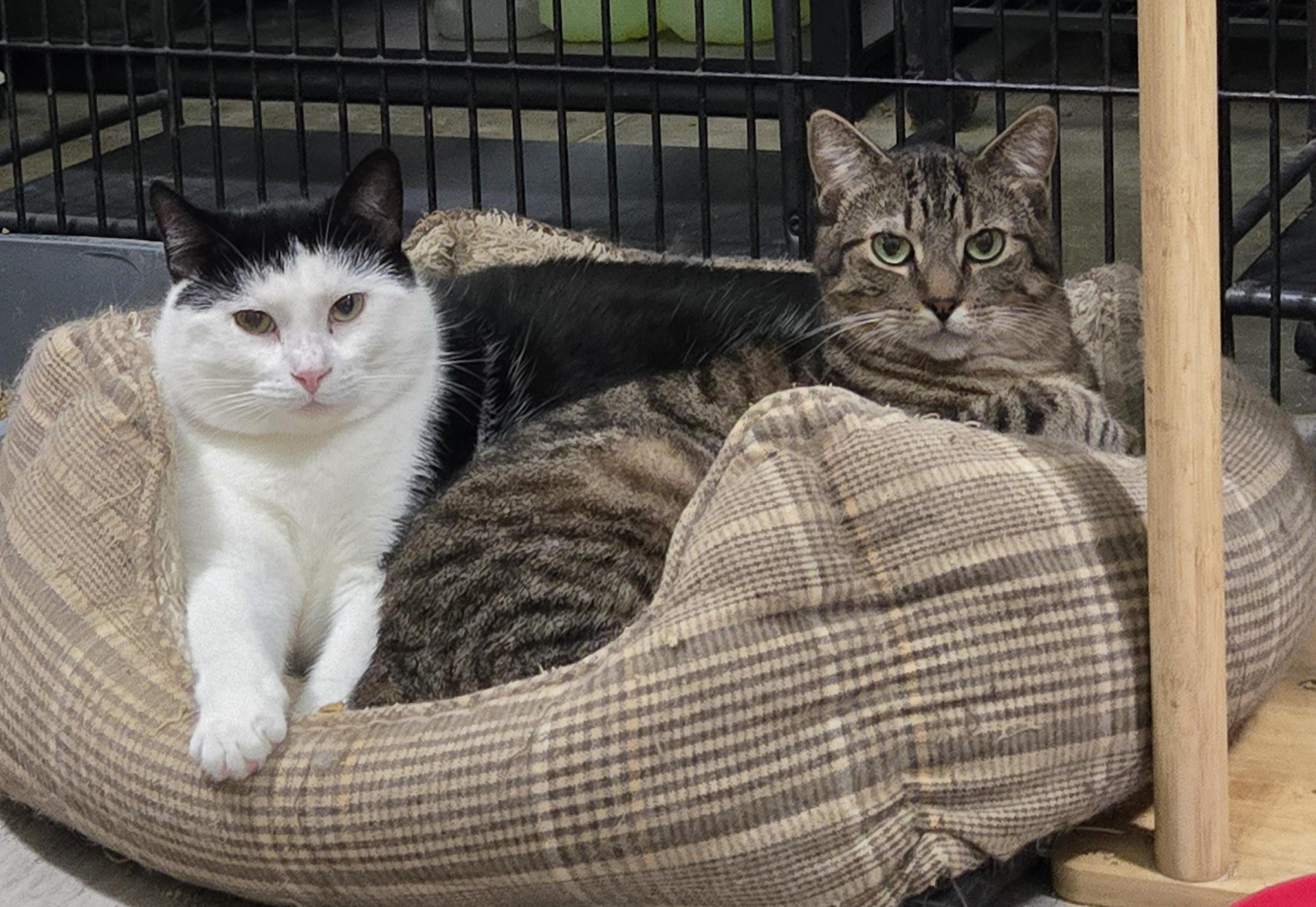 Enlarge LEROY (bonded with JONATHAN), a Adoptable Domestic Short Hair in Tillsonburg, ON image 3/3