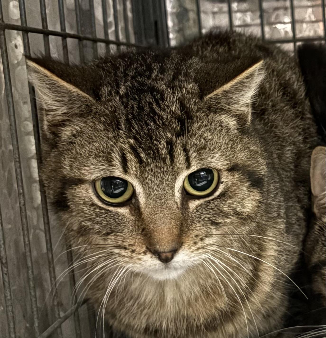 LEROY (bonded with JONATHAN), a Adoptable Domestic Short Hair in Tillsonburg, ON image 2/2