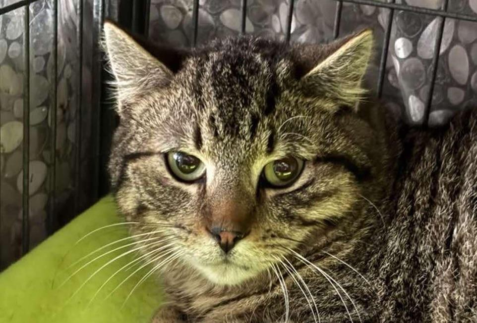 LEROY, Adoptable, Young Male Domestic Short Hair.