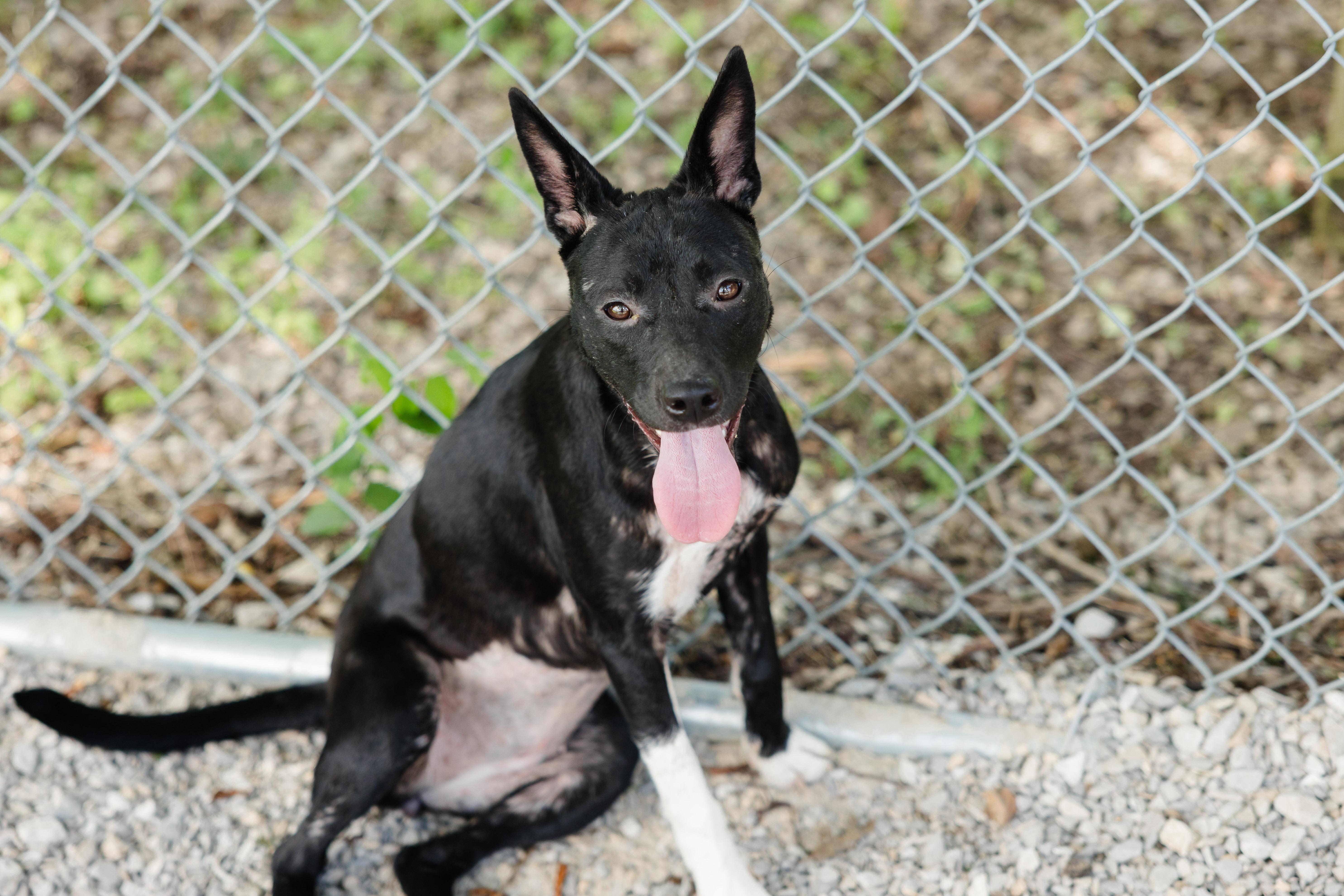 Enlarge Bitsy, a ADOPTABLE mixed breed in Newburgh, IN image 2/2