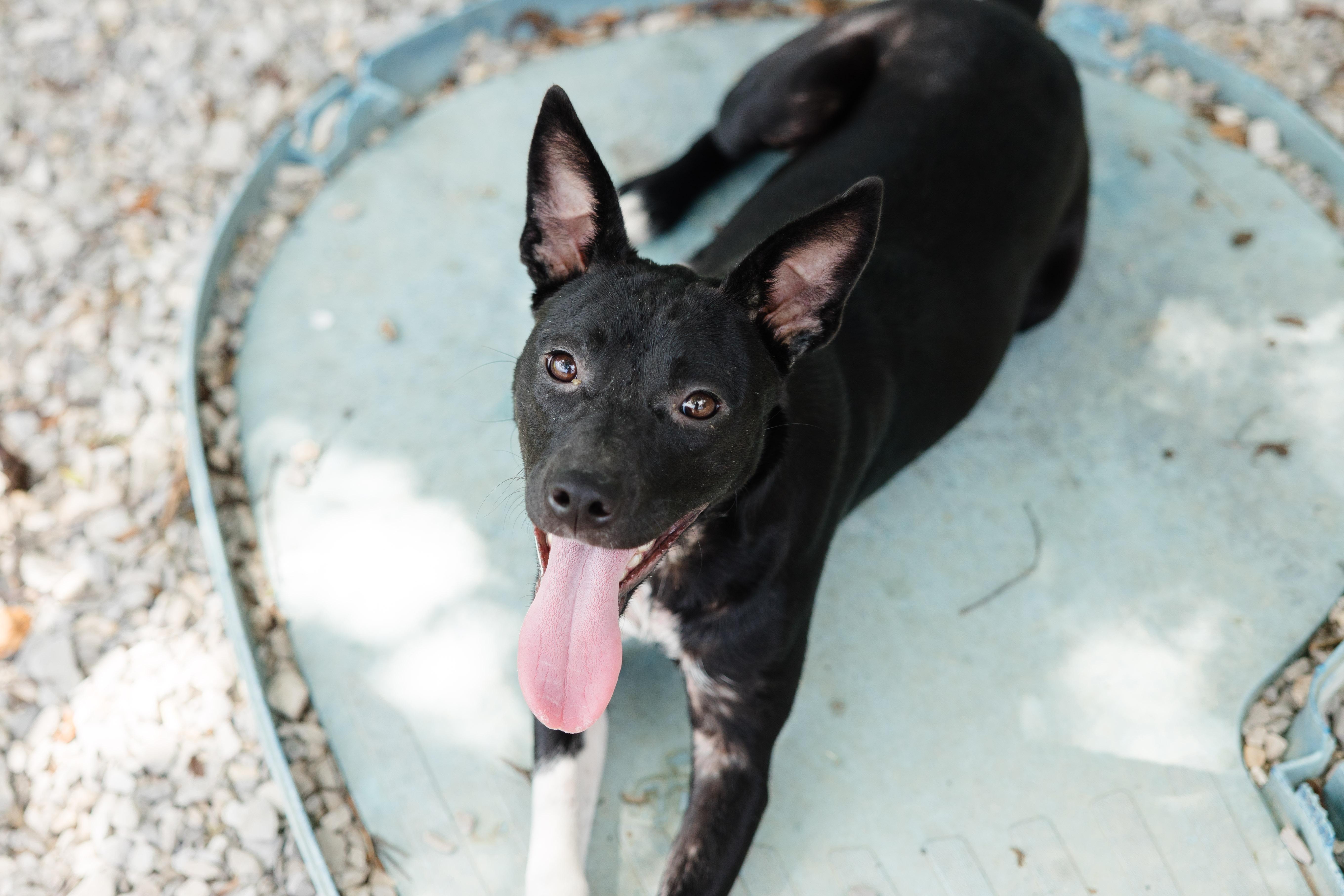 Enlarge Bitsy, a ADOPTABLE mixed breed in Newburgh, IN image 1/2